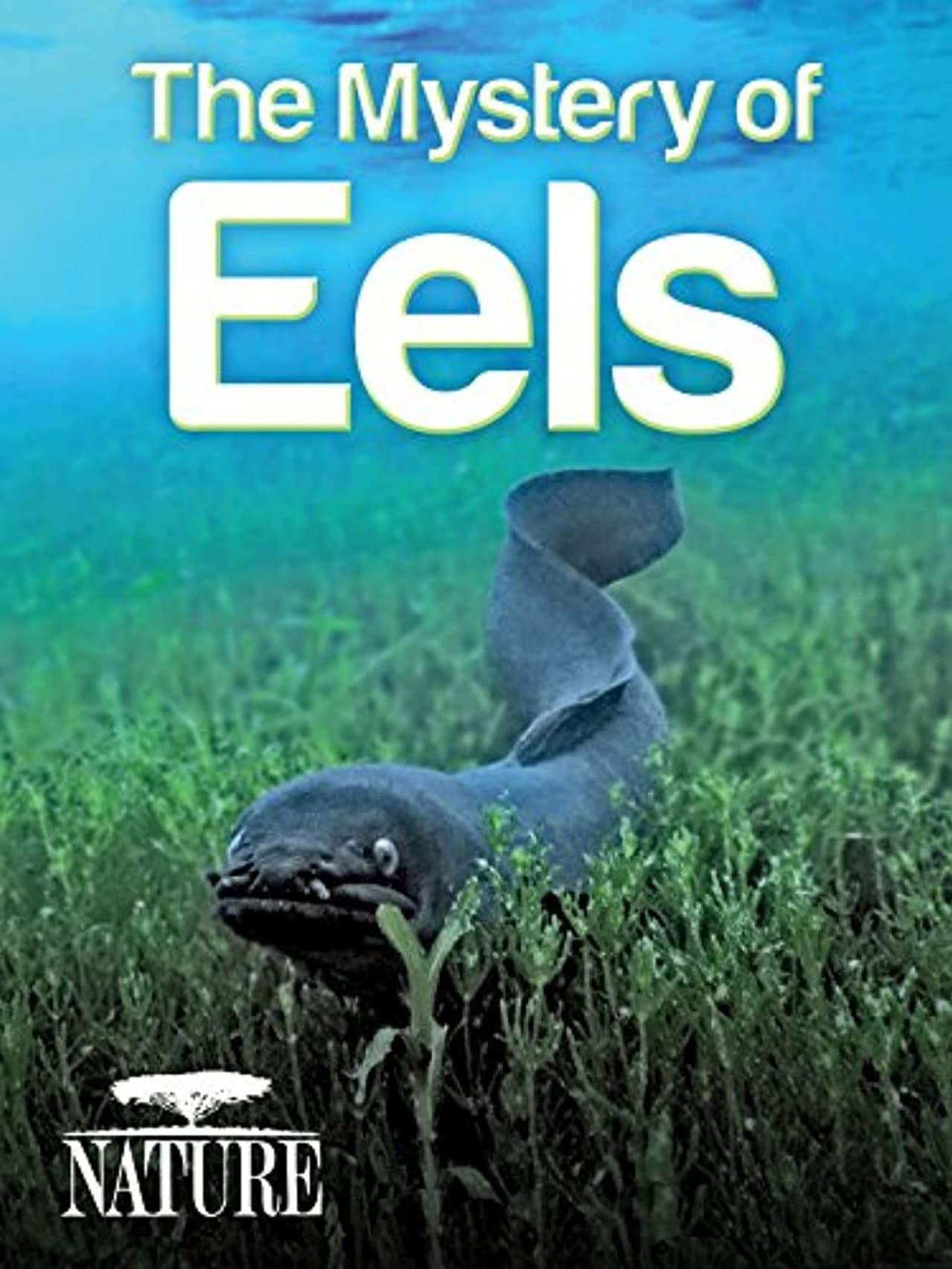 The Mystery of Eels preview 1