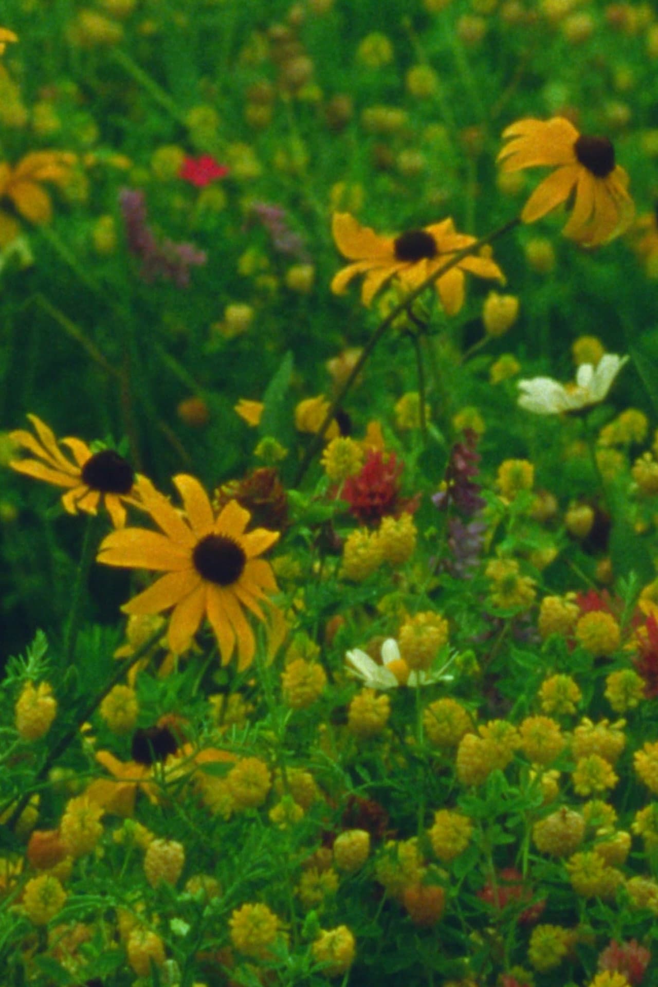 Mountain Wildflowers preview 2