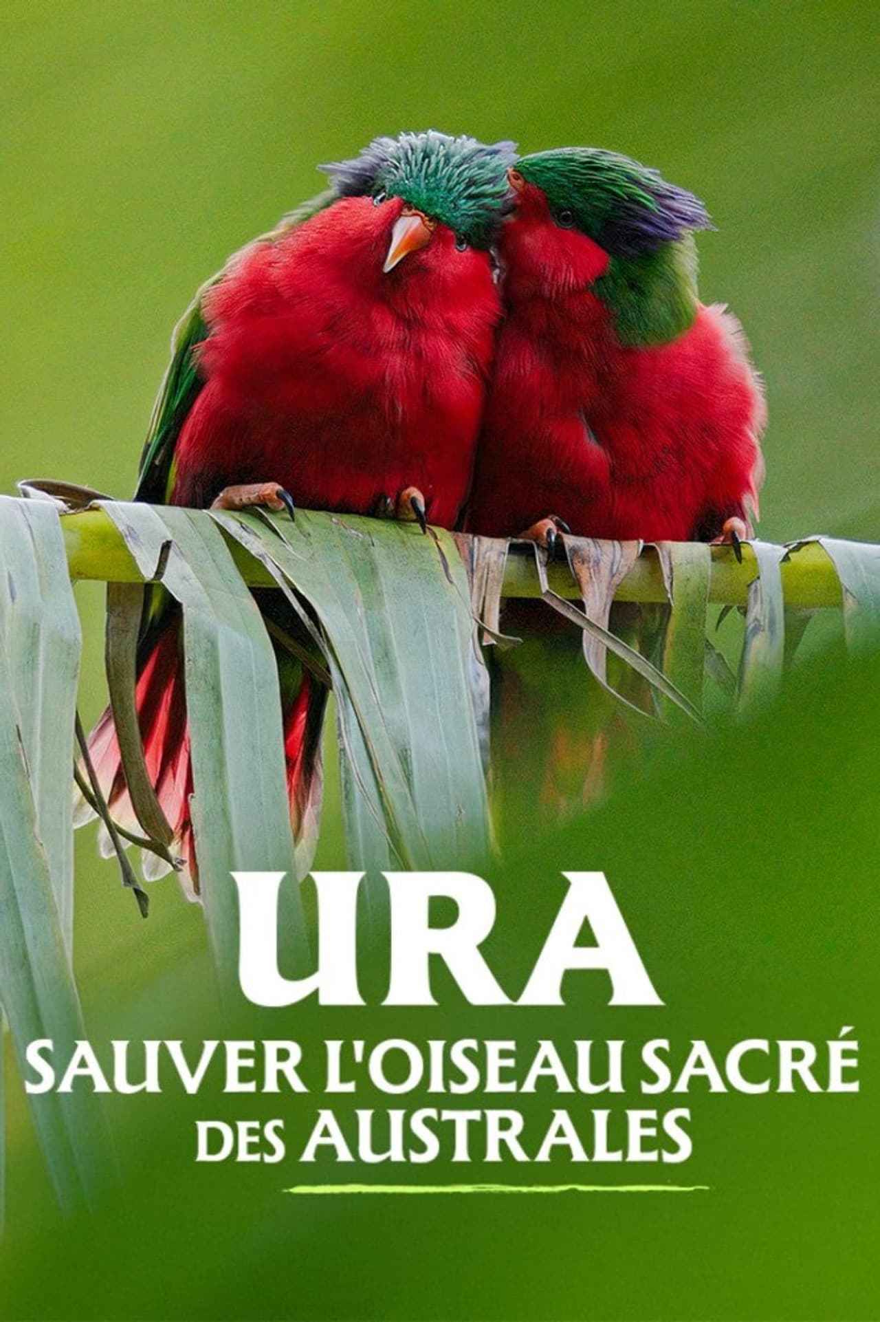 Ura, sauver l'oiseau sacré des australes preview 2