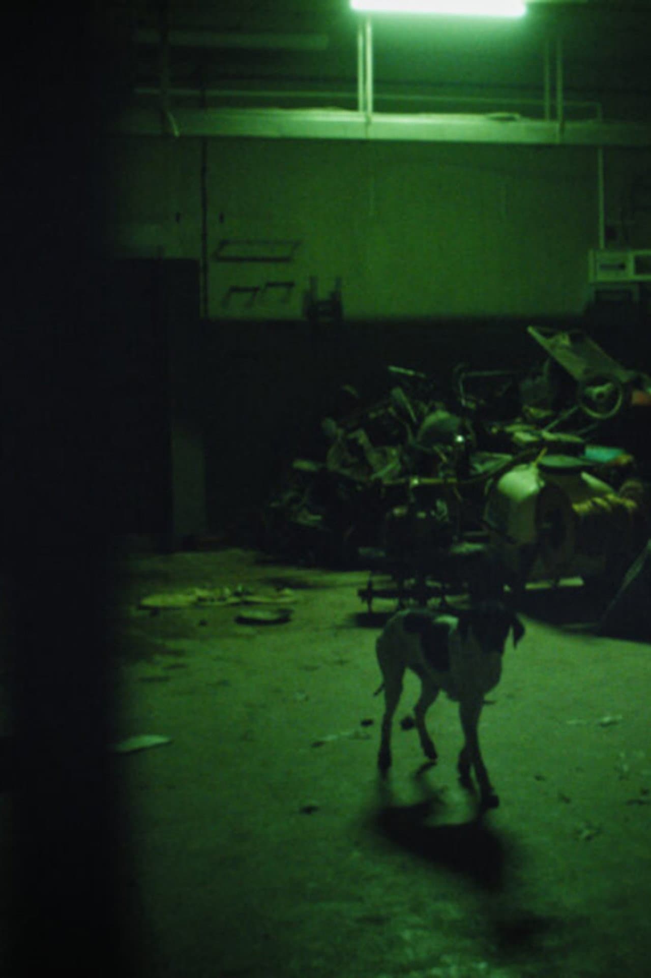 The Fear of Leaving the Animal Forever Forgotten Under the Ground preview 1