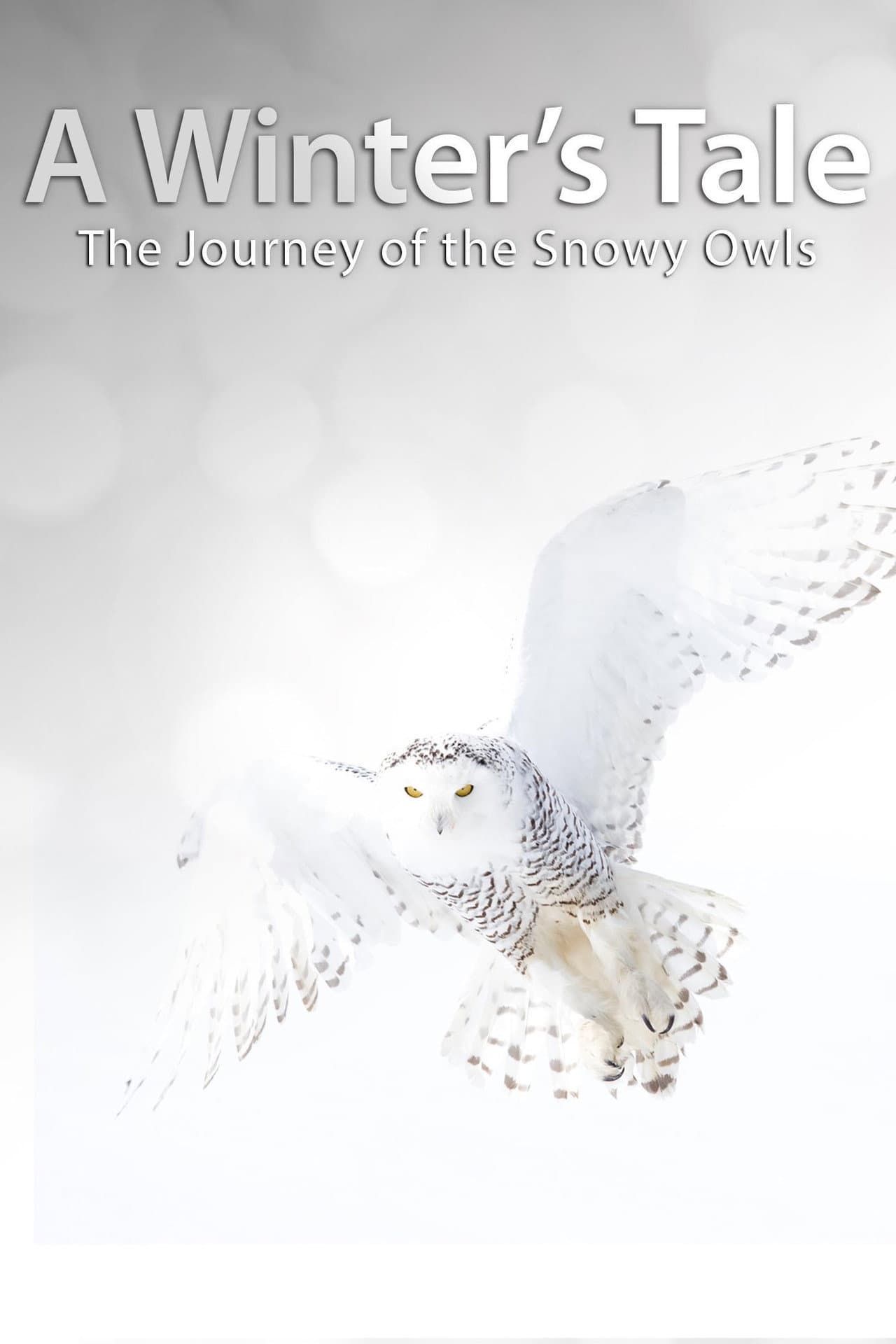 A Winter's Tale: The Journey Of The Snowy Owls preview 2