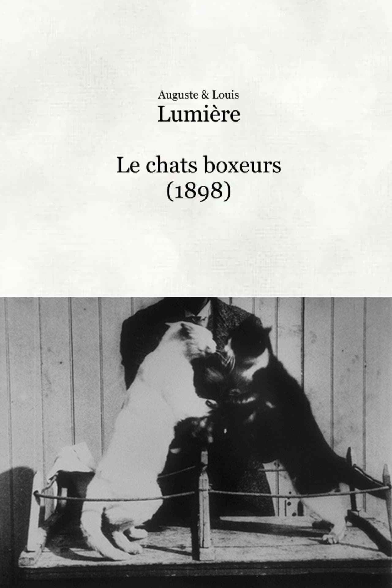 Les chats boxeurs preview 1