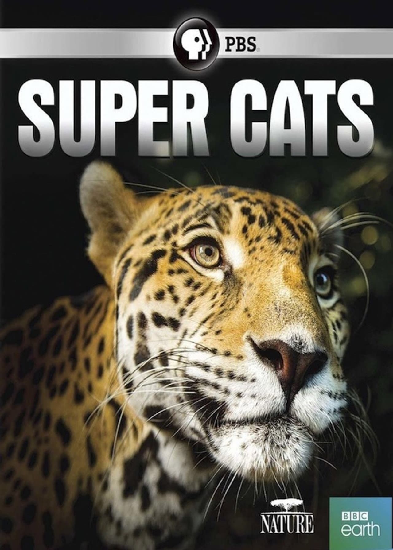 Super Cats preview 1