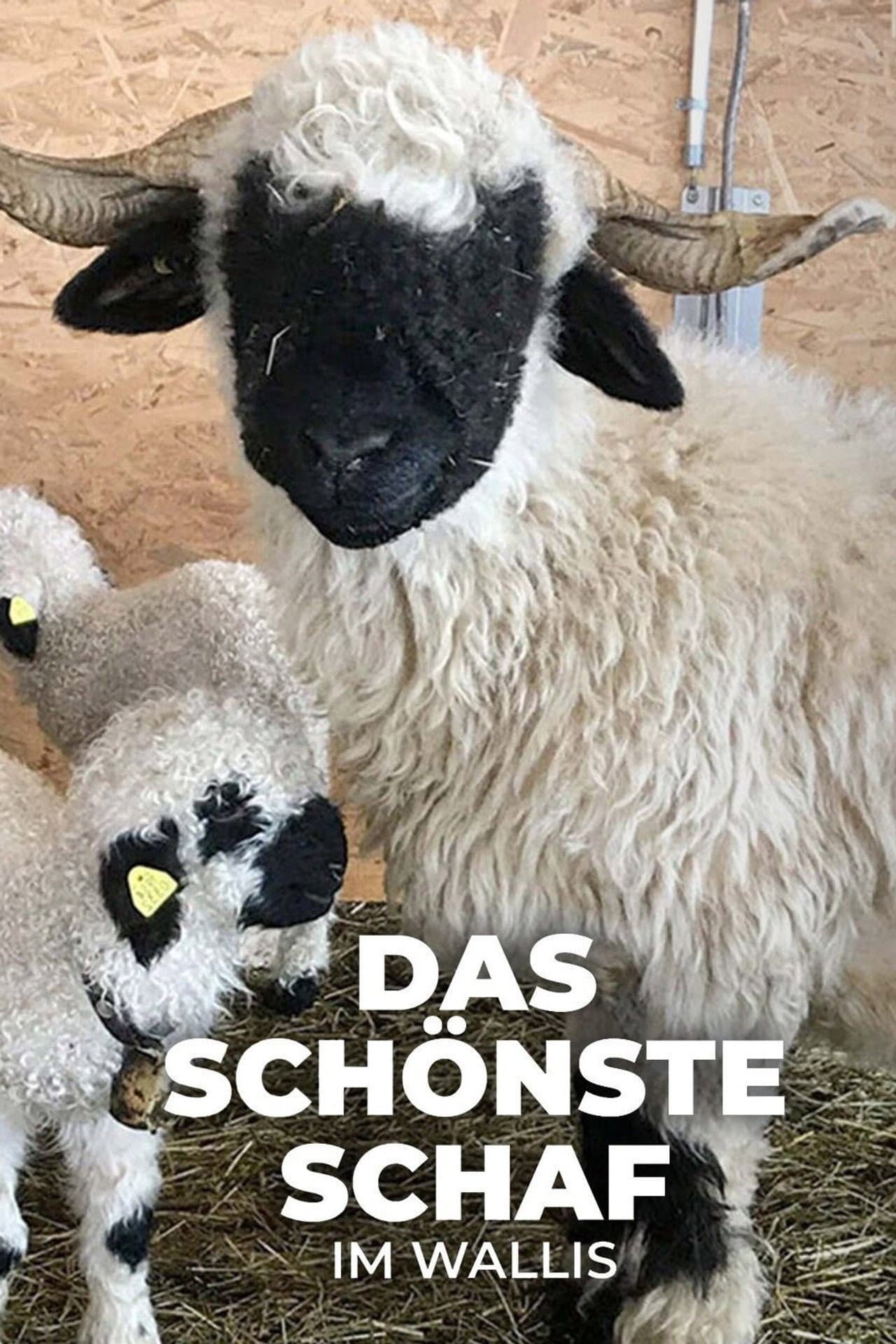Das schönste Schaf im Wallis preview 2