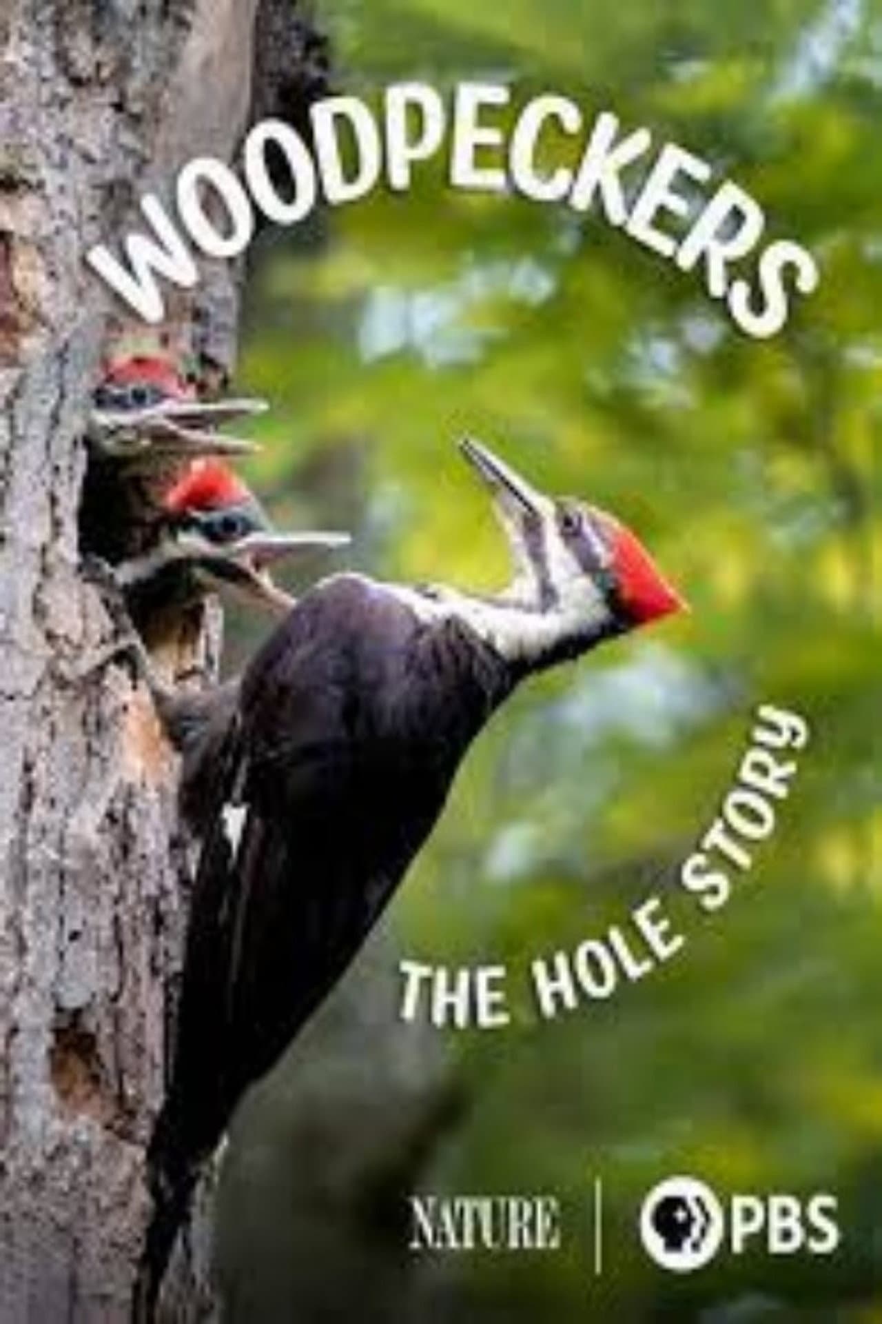 Woodpeckers: The Hole Story preview 2