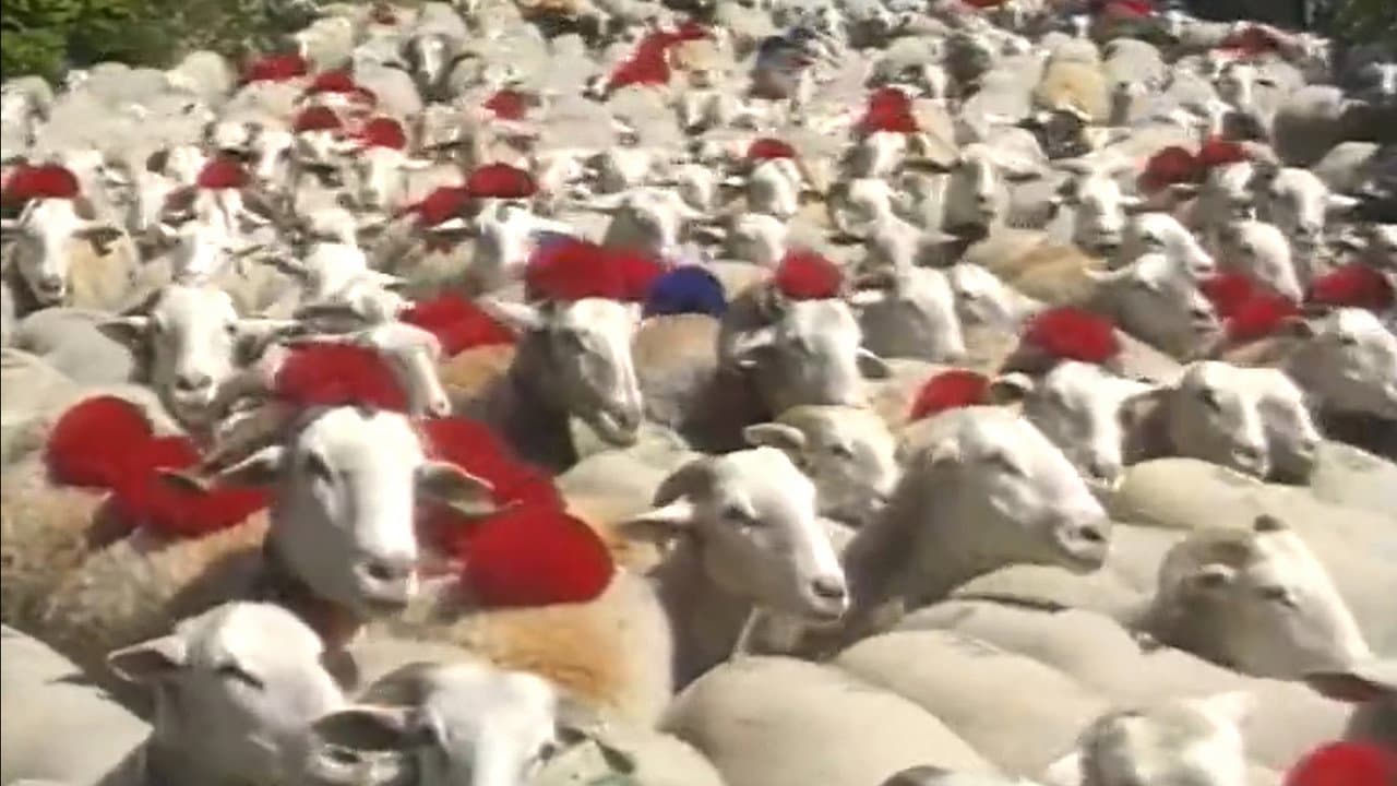 Shepherd and beyond