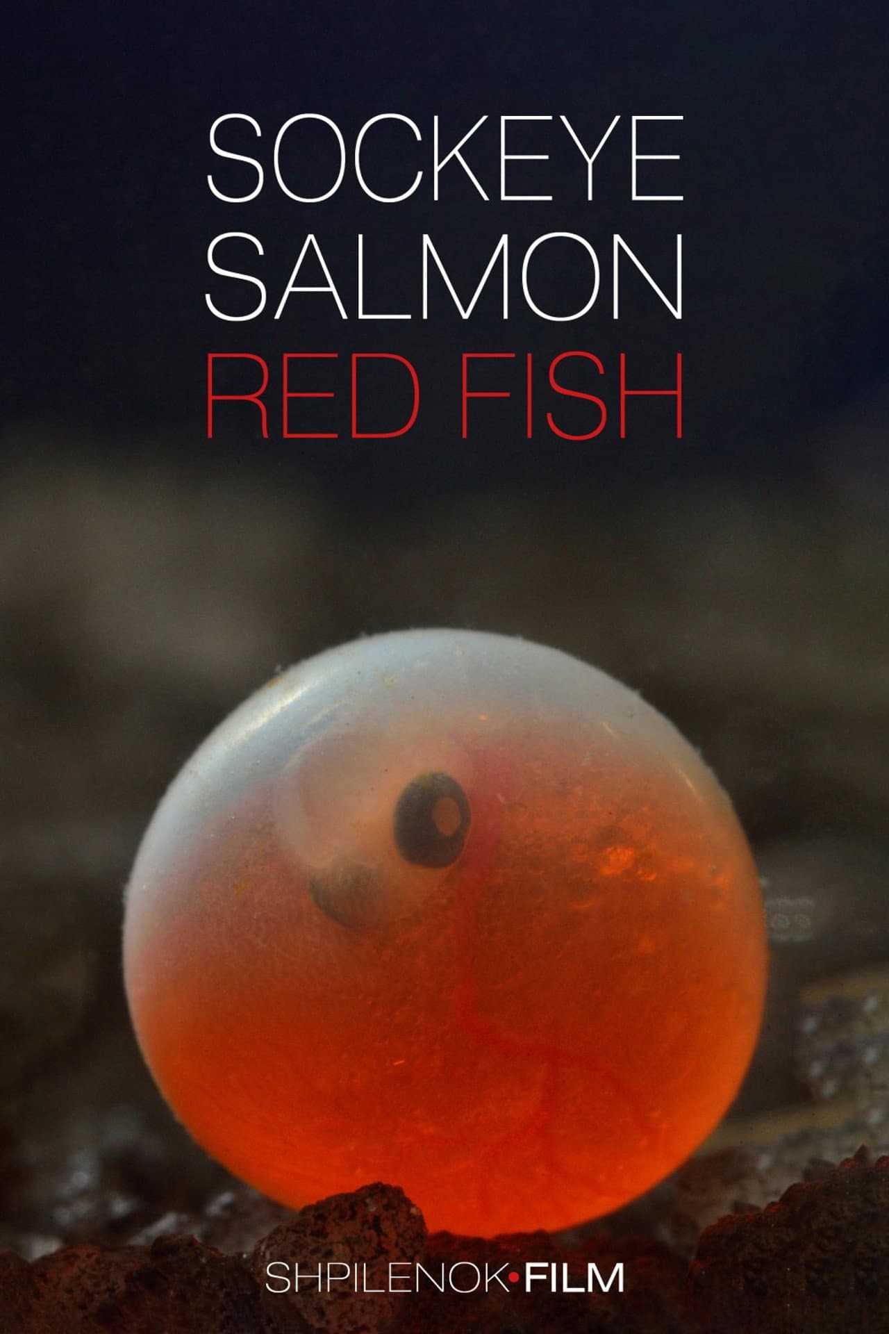 Sockeye Salmon. Red Fish preview 2