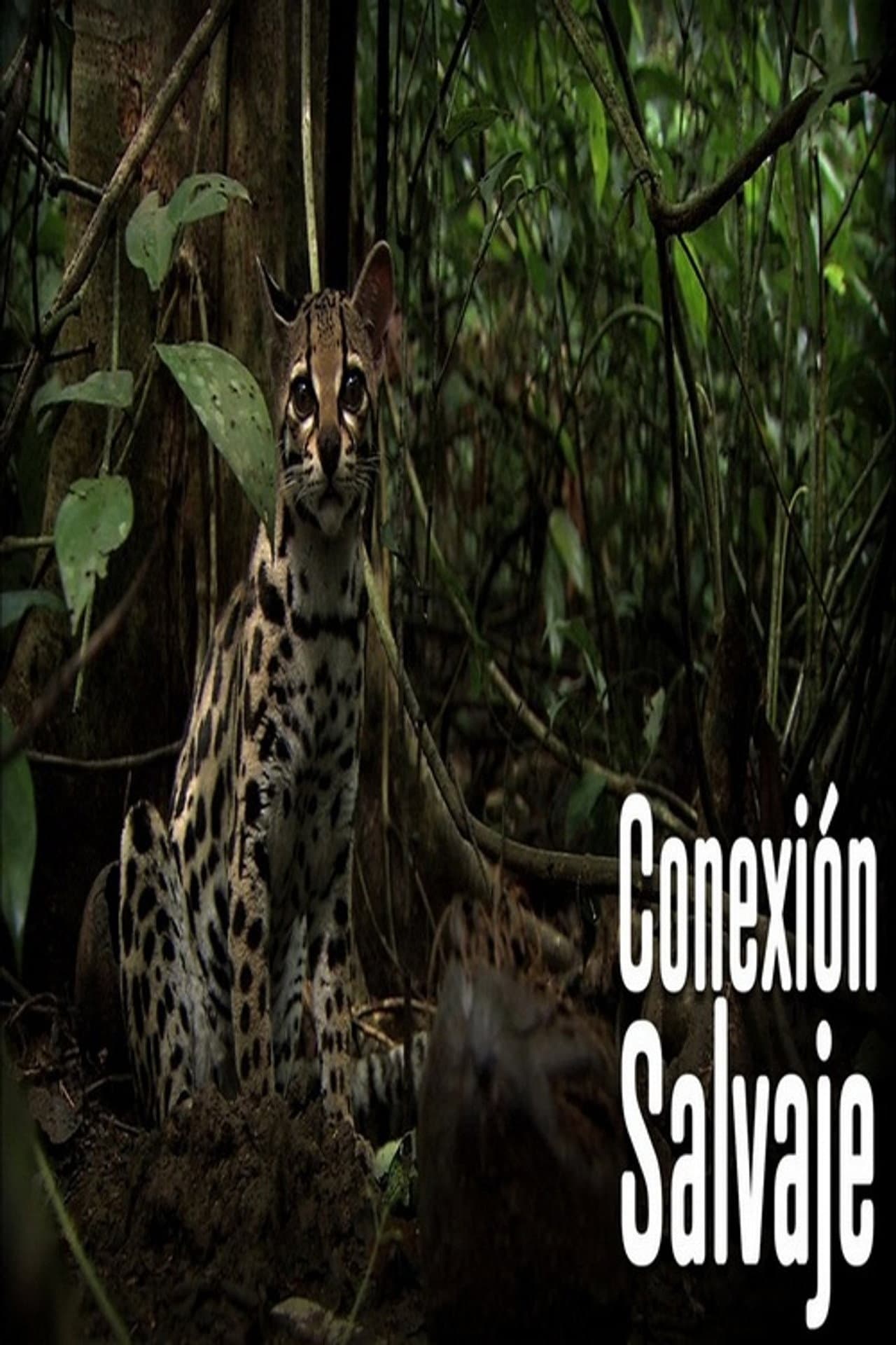 Wild Connection preview 2