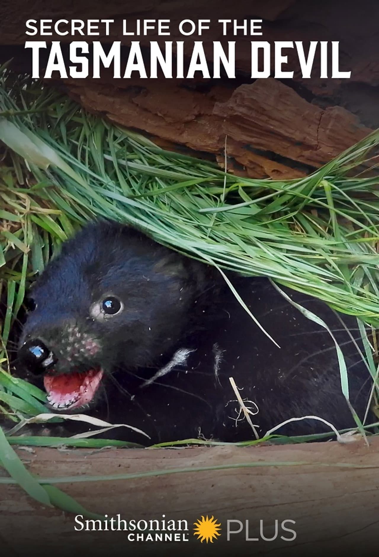 Secret Life Of The Tasmanian Devil preview 2