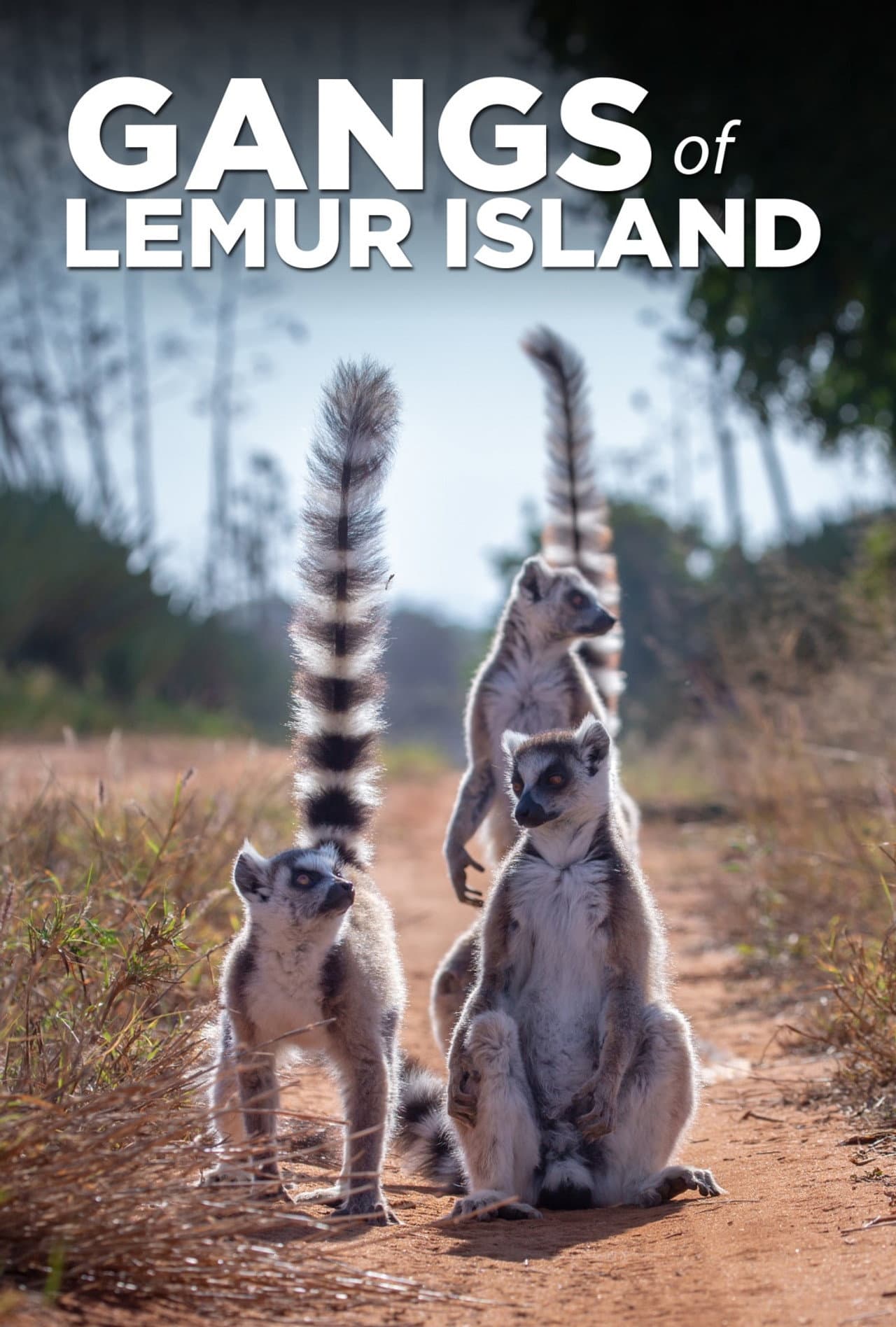 Gangs of Lemur Island preview 2