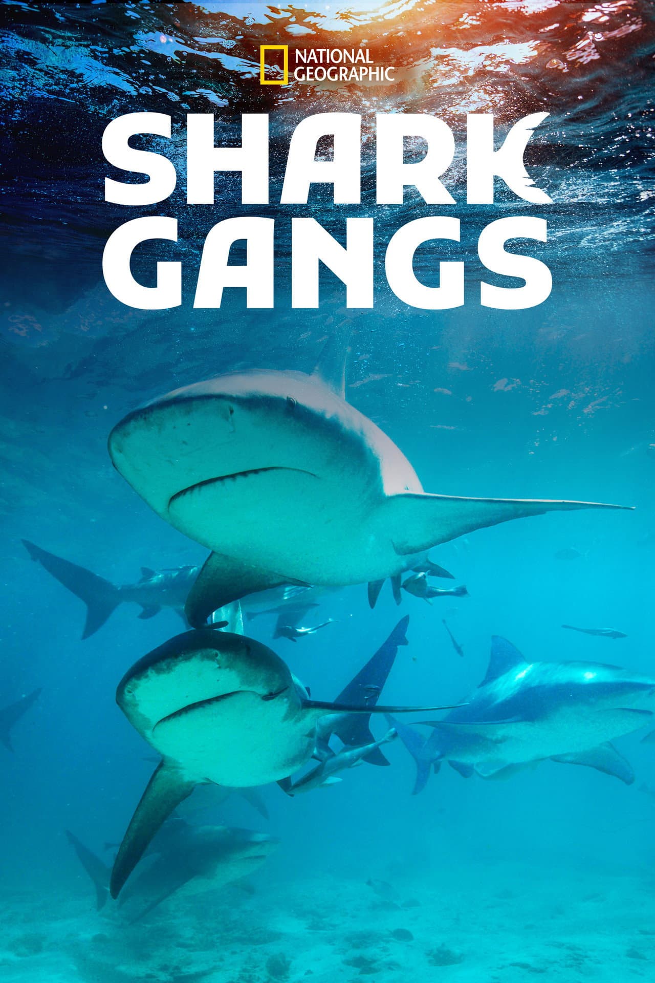Shark Gangs preview 2