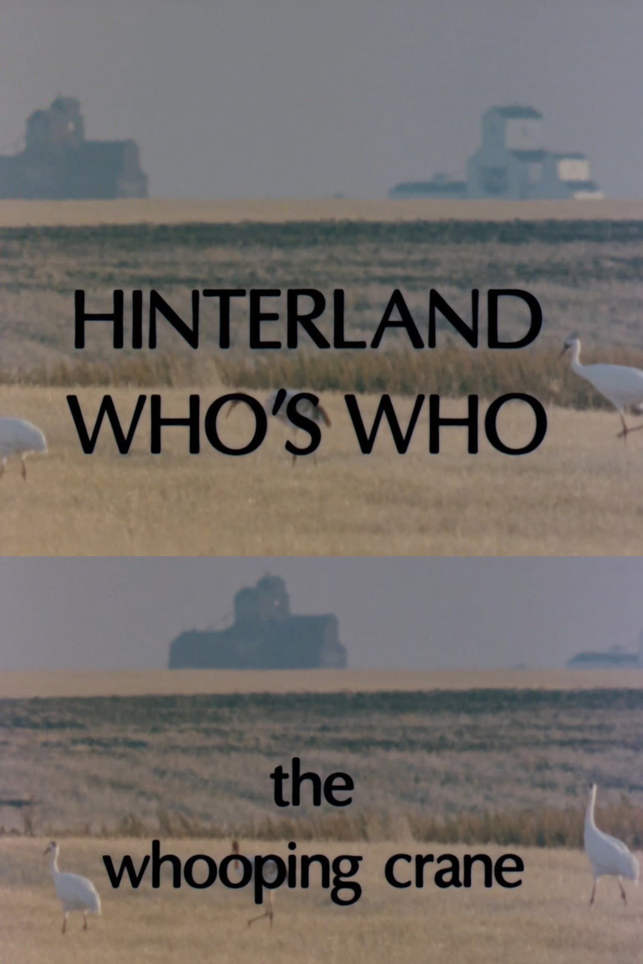 Hinterland Who's Who: Whooping Crane preview 1
