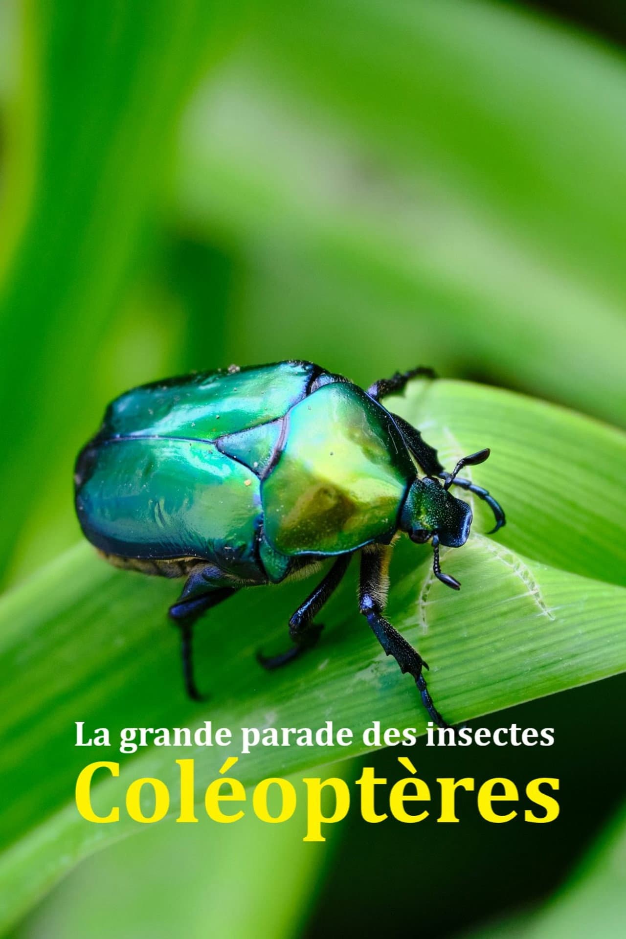 Fabulous Insects - Beetles preview 2