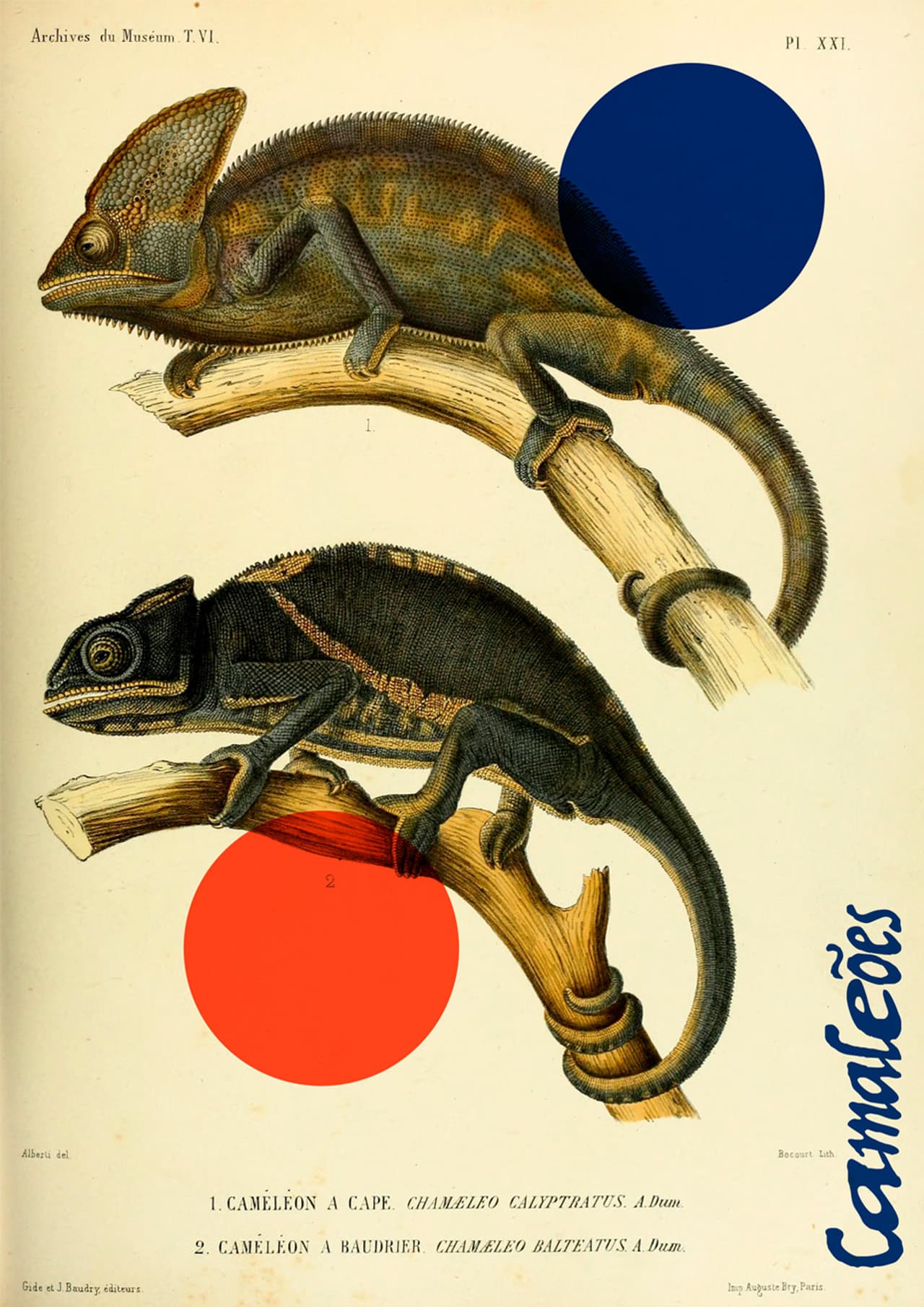 Chameleons preview 2