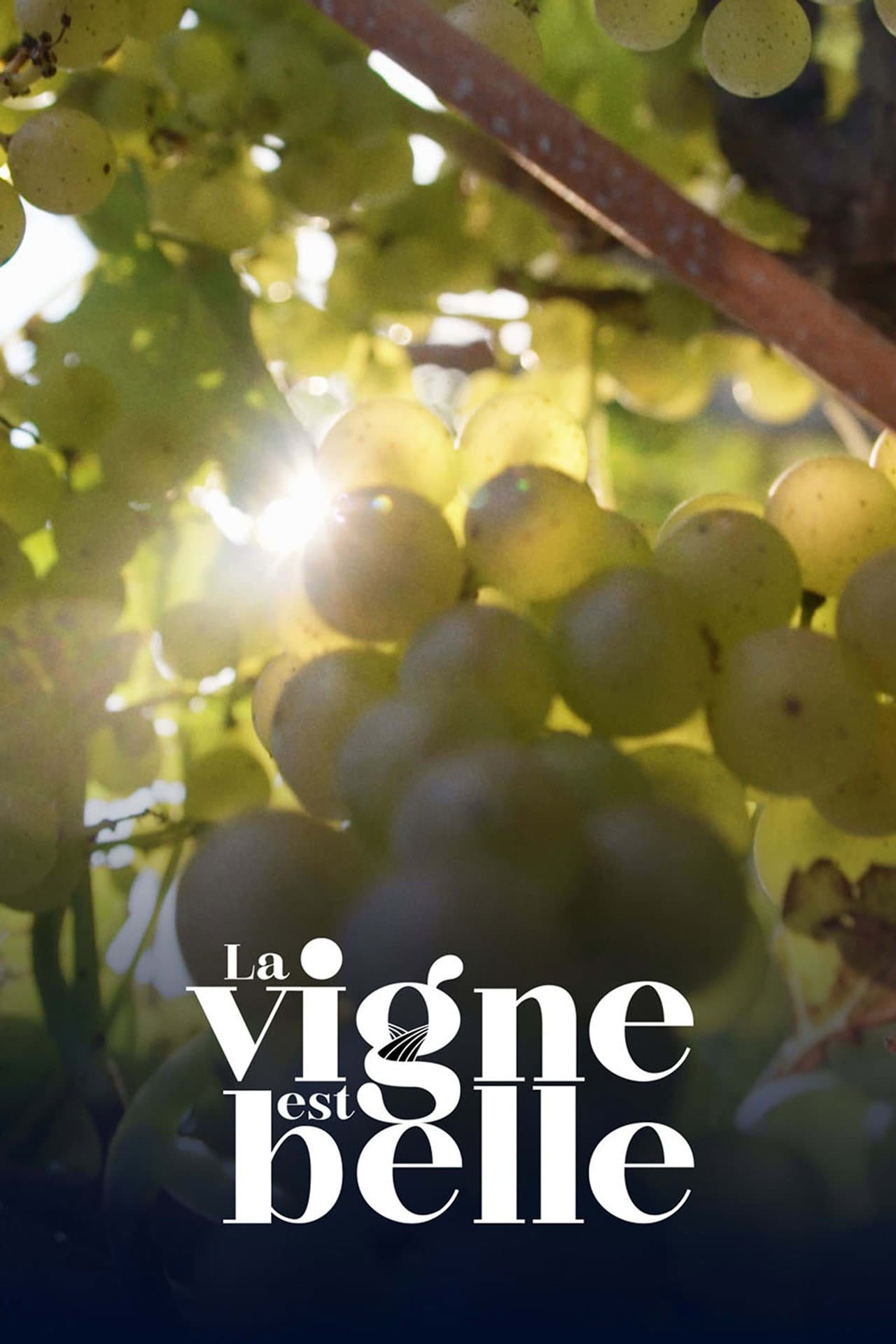 La vigne est belle preview 1