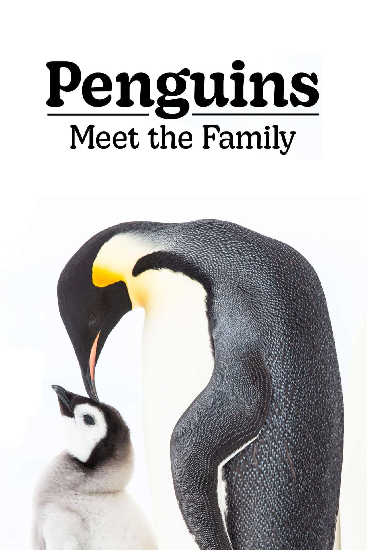 Penguins: Meet the Family preview 2