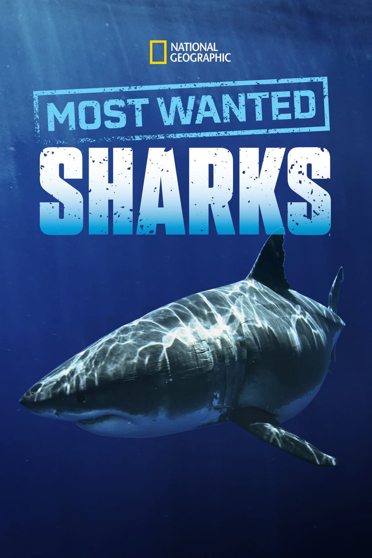 Most Wanted Sharks preview 2