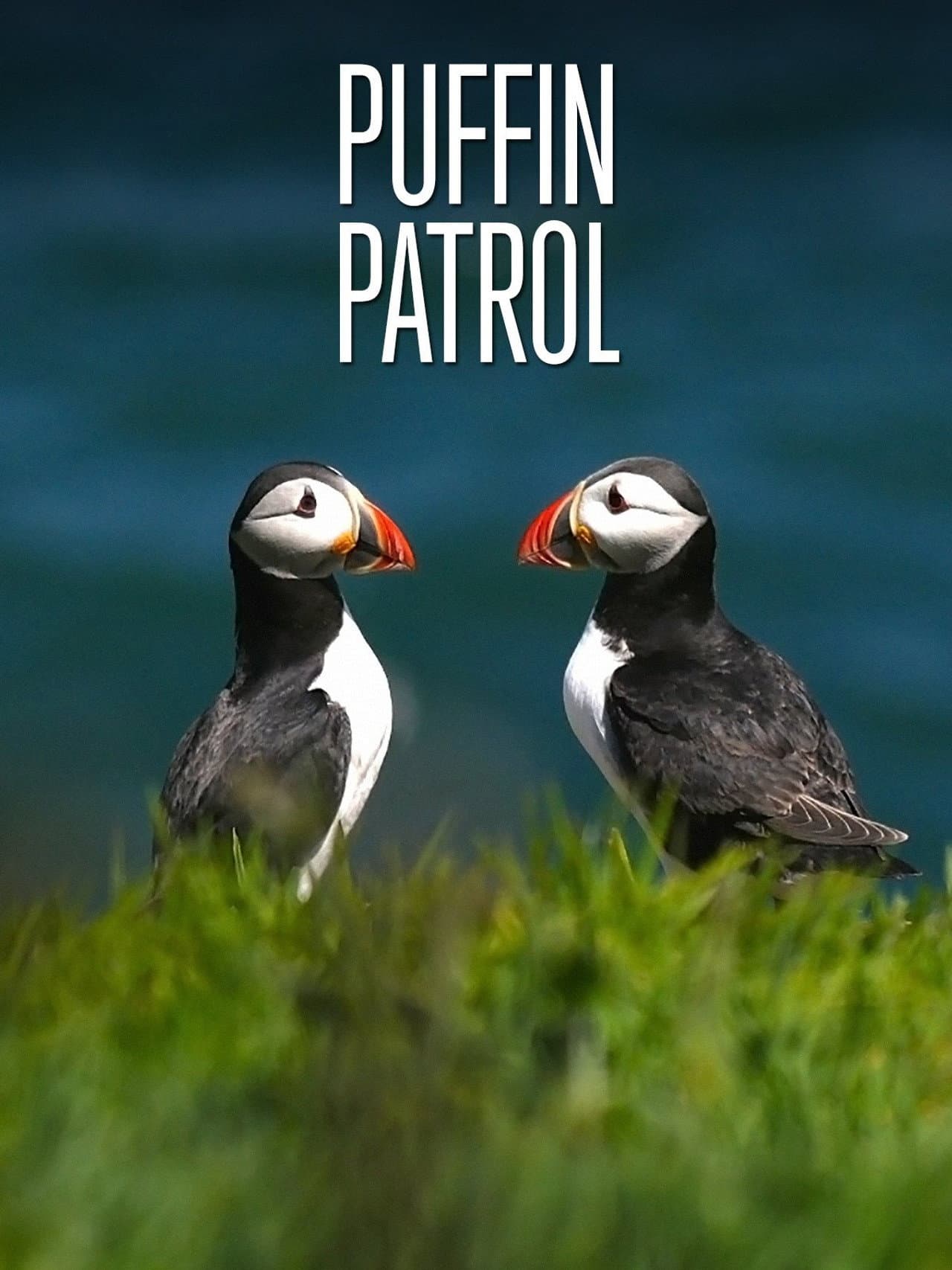 Puffin Patrol preview 2
