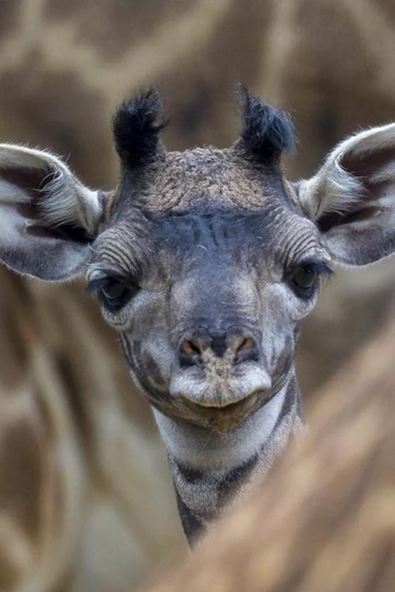 The Last Giraffe preview 1