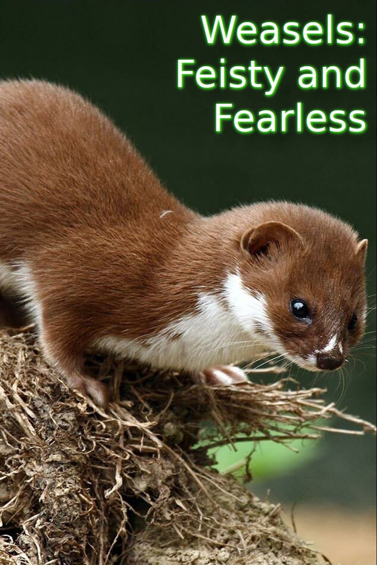 Weasels: Feisty and Fearless preview 2