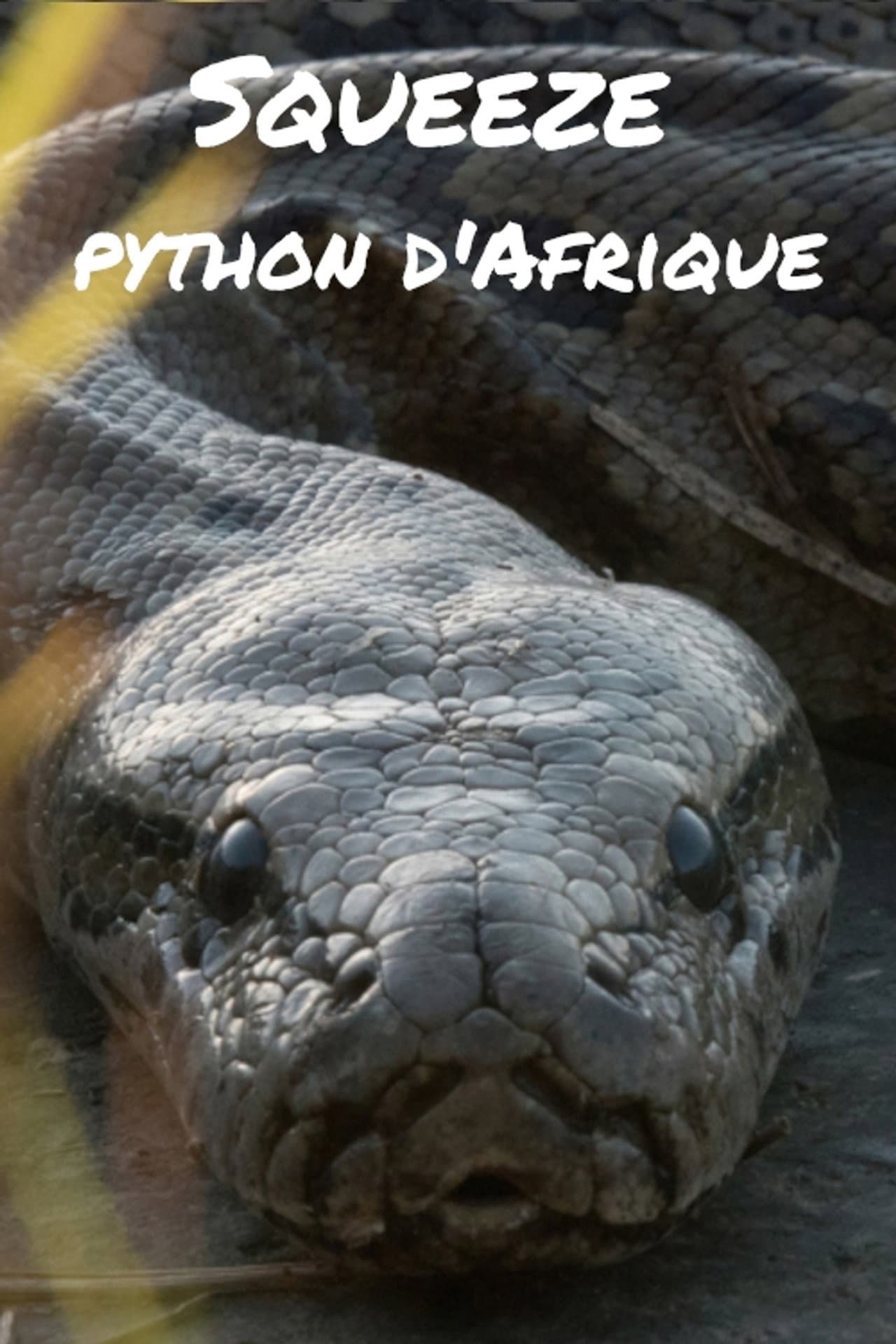 Squeeze: African Python preview 2