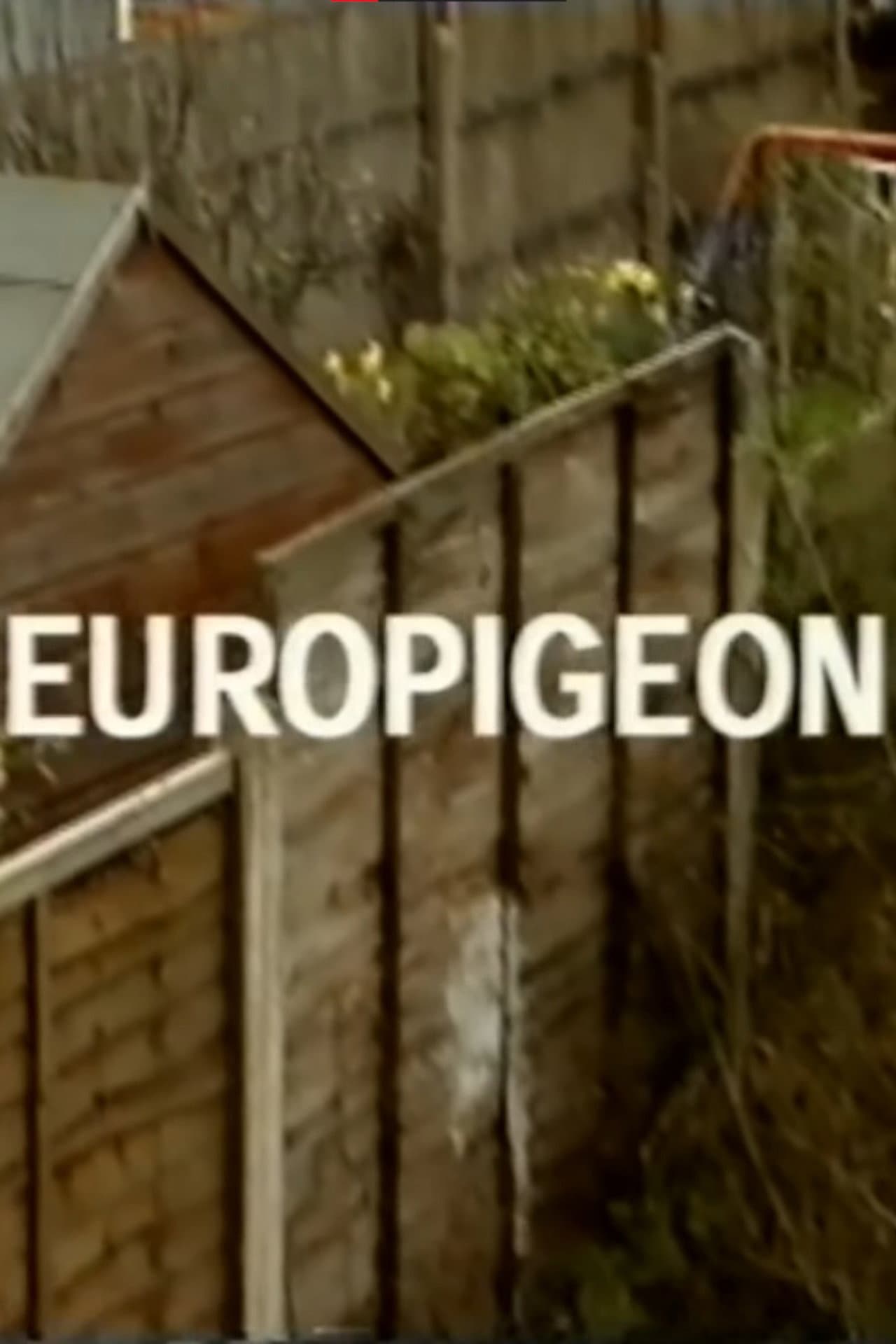 Europigeon preview 1