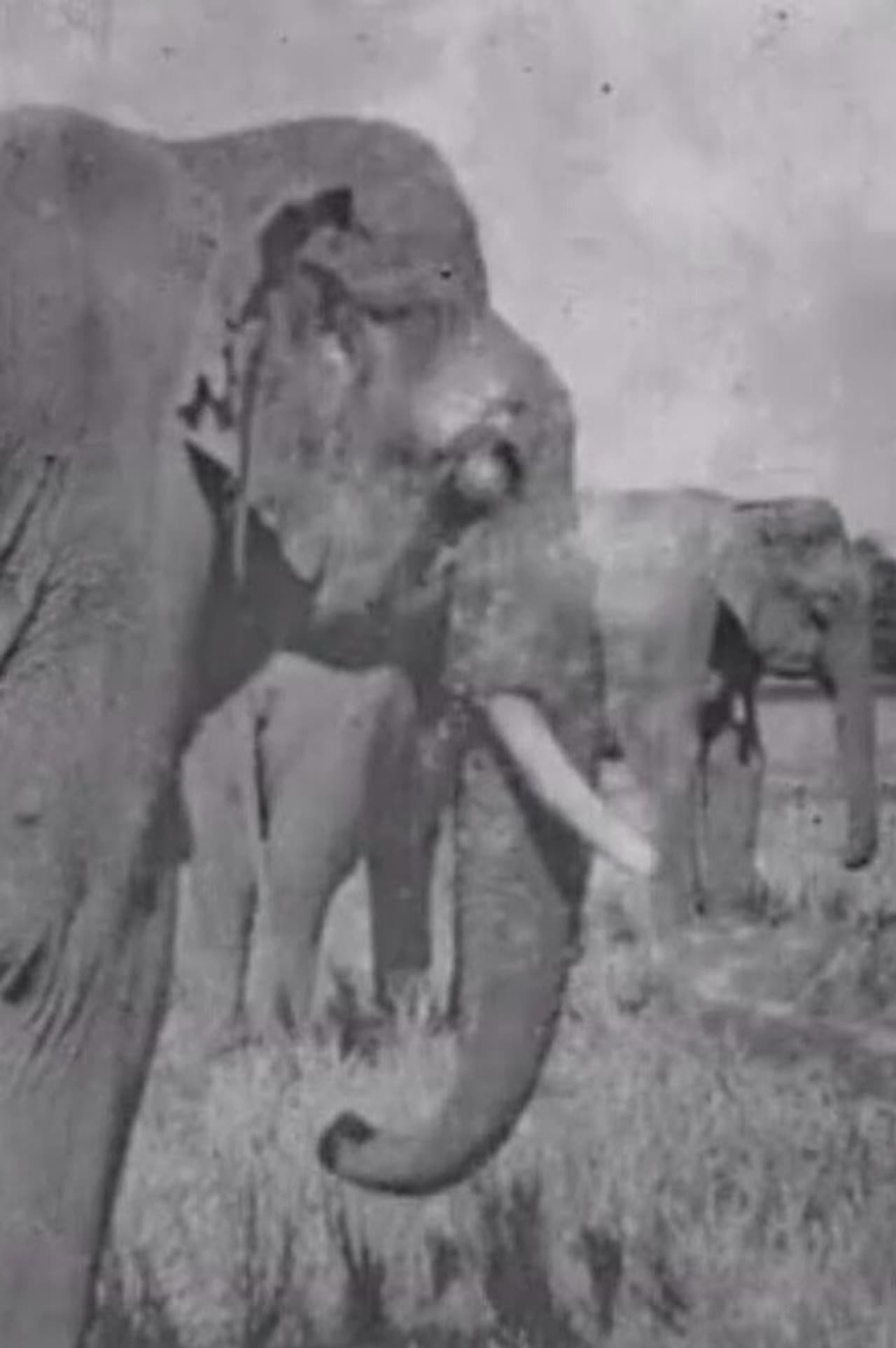 Land of the Elephants preview 2