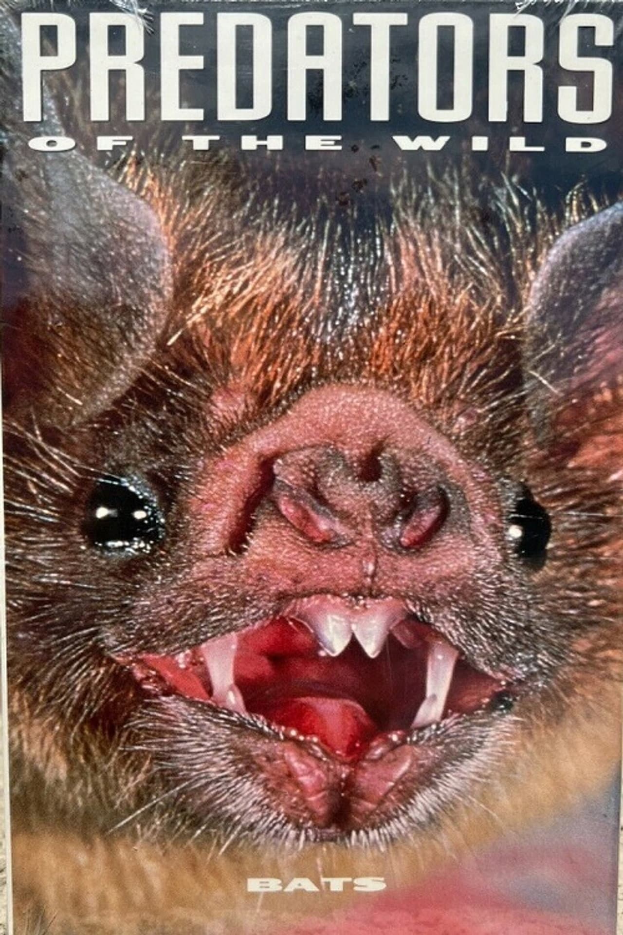 Predators of the Wild: Bats preview 2