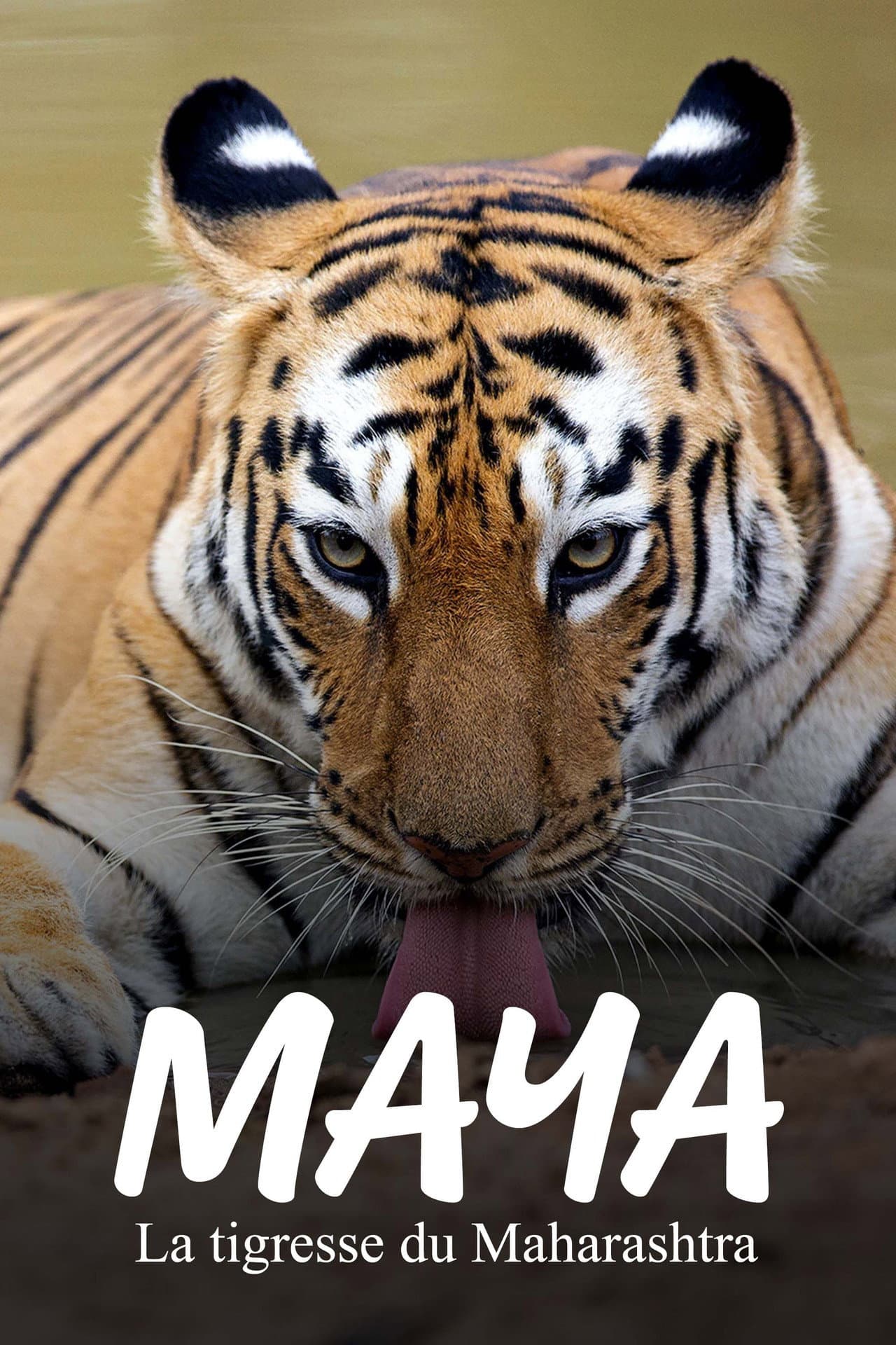 Maya, la tigresse du Maharashtra preview 2