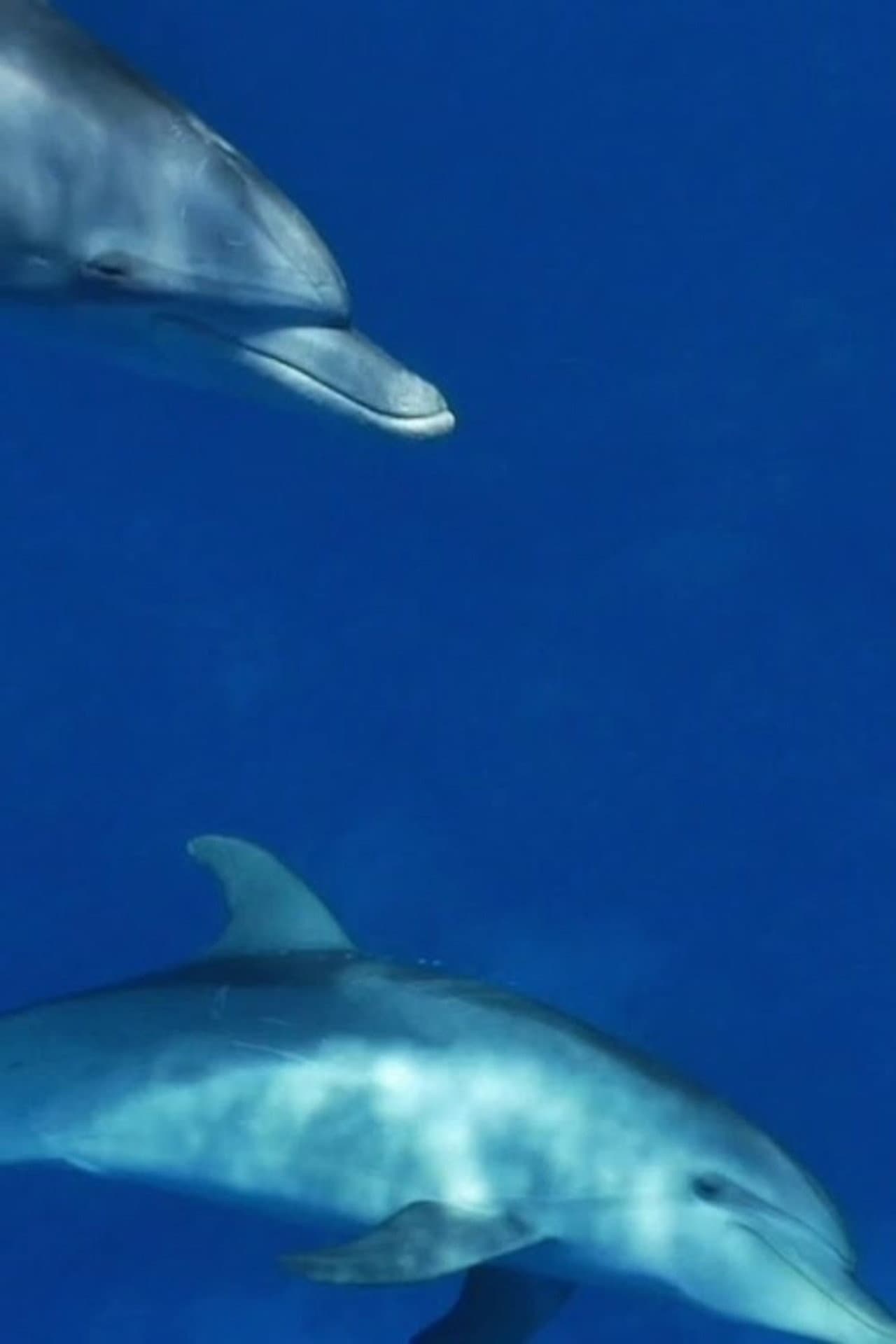 Meditate like a Dolphin preview 1
