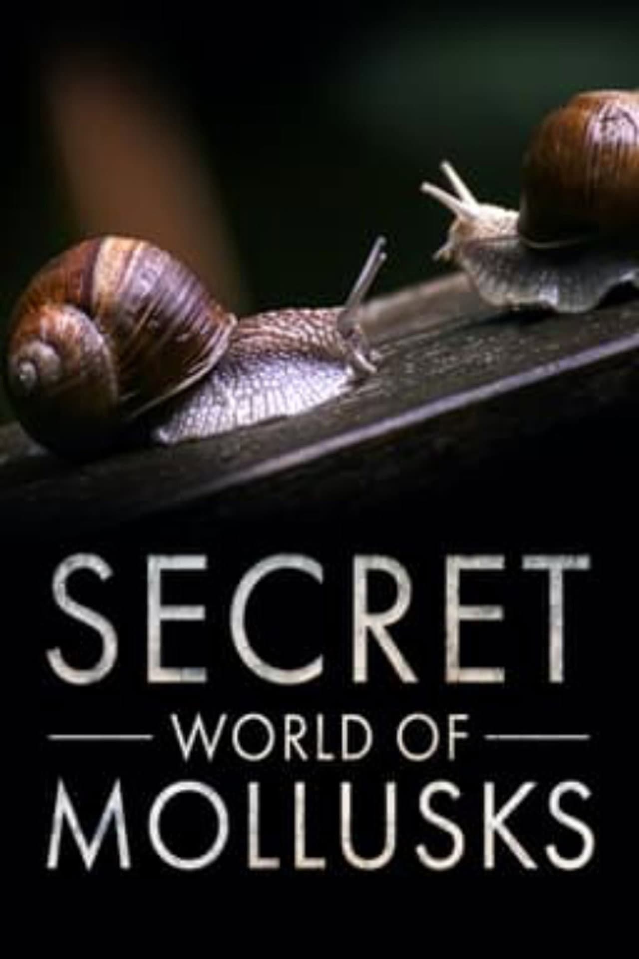 Secret World of Mollusks preview 2