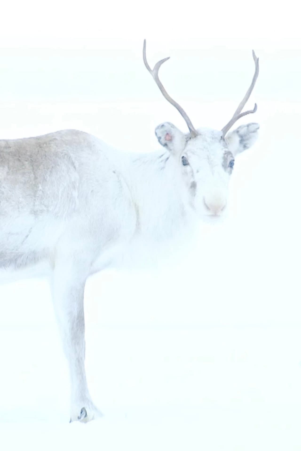 Spirit of the Reindeer preview 1