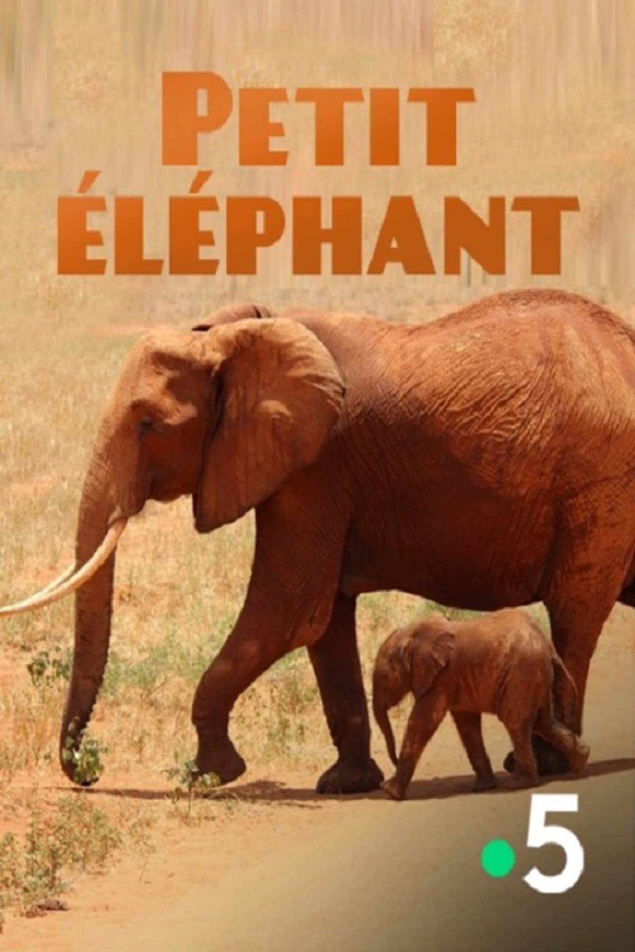 Small Elephant preview 2