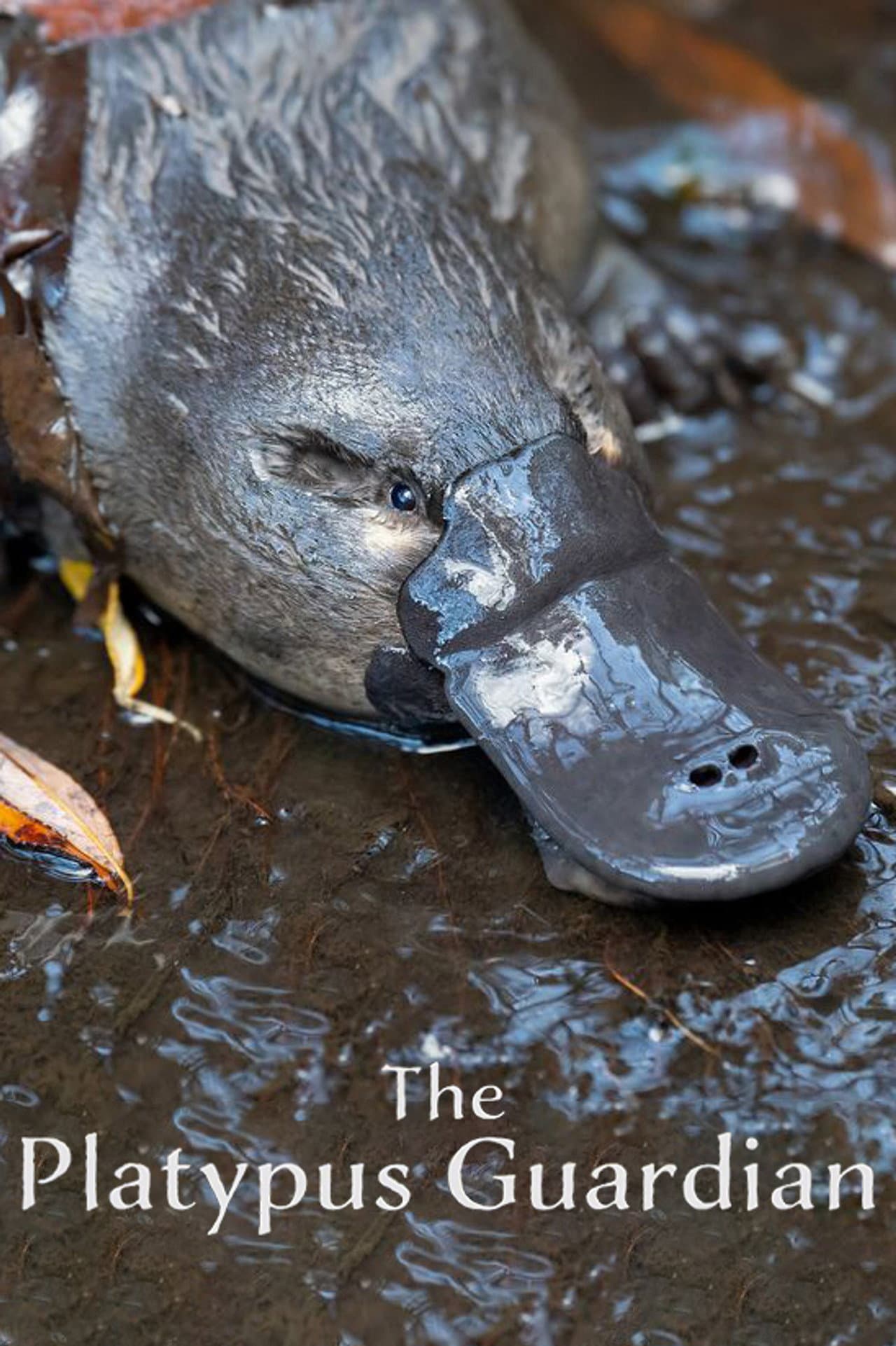 The Platypus Guardian preview 2