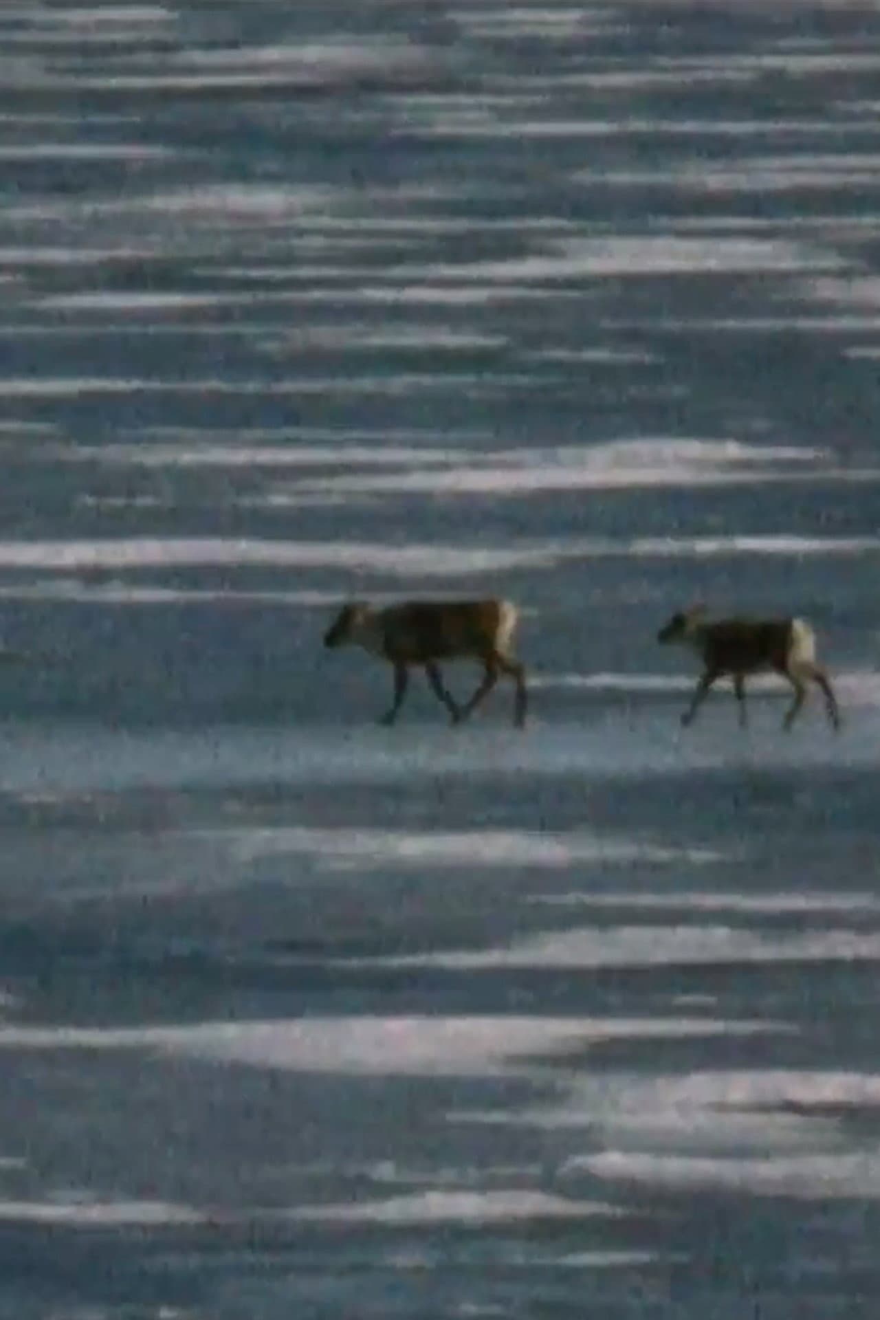 Caribou in the Archive preview 1