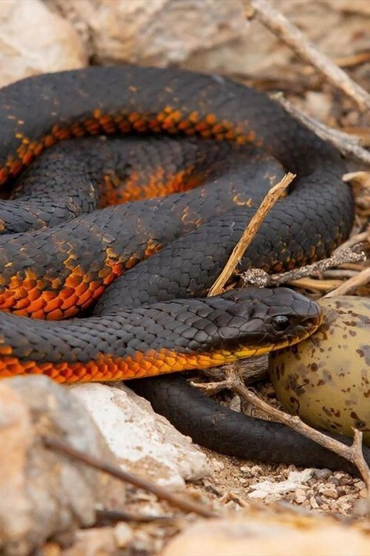 L'île aux serpents preview 1