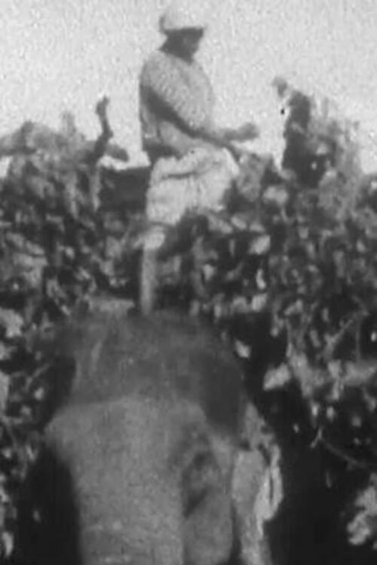 Indian Elephants in the Service of Man preview 2