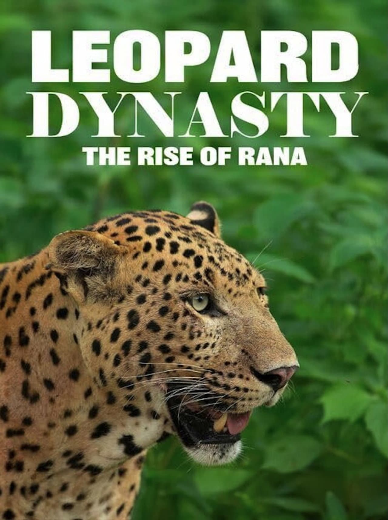 Leopard Dynasty – The Rise of Rana preview 2
