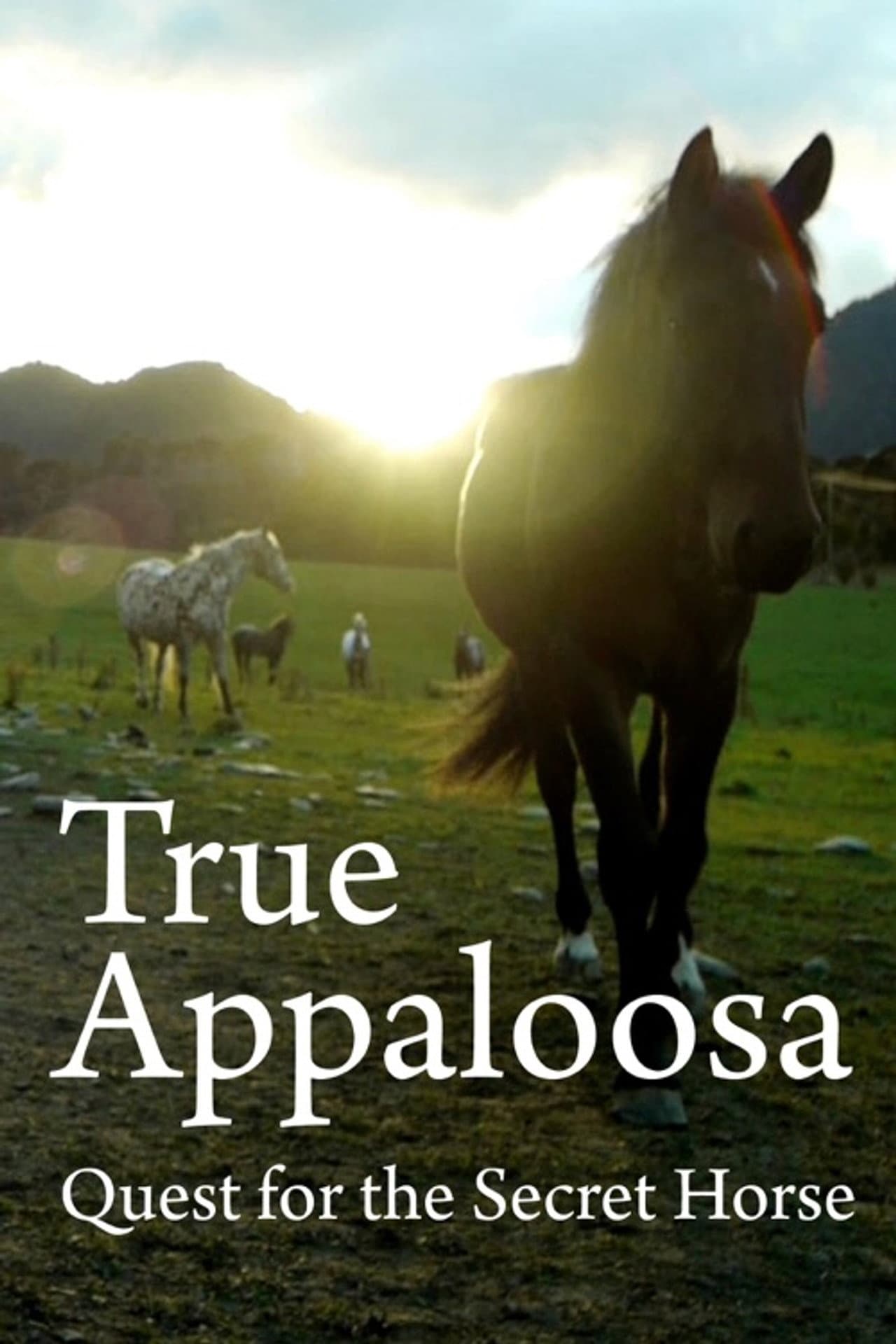True Appaloosa preview 1