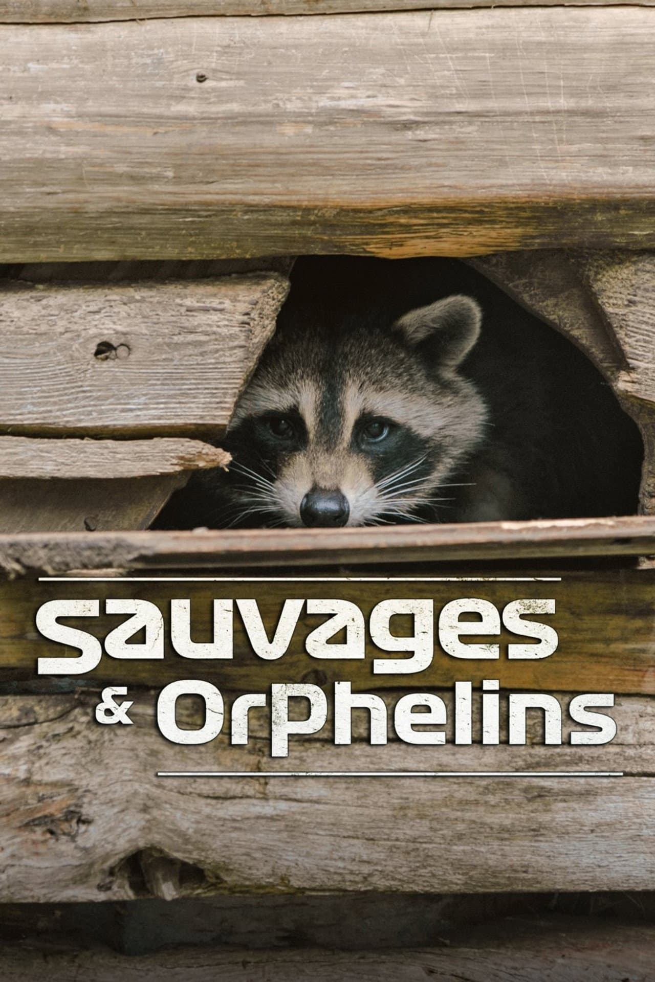 Sauvages et orphelins preview 2