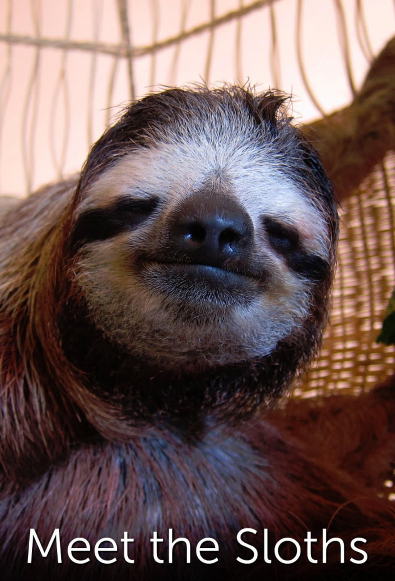 Meet the Sloths preview 2