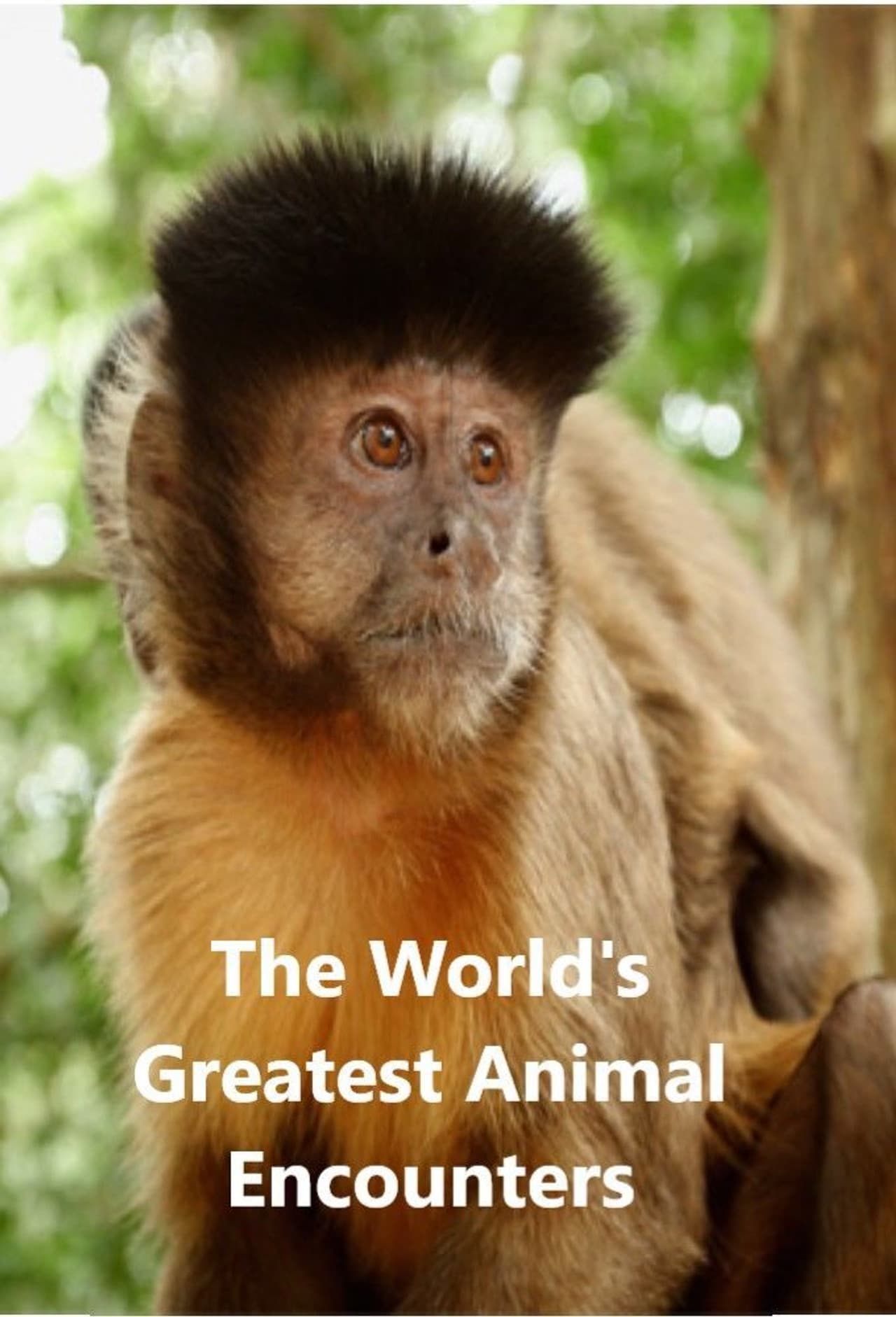 World's Greatest Animal Encounters preview 2