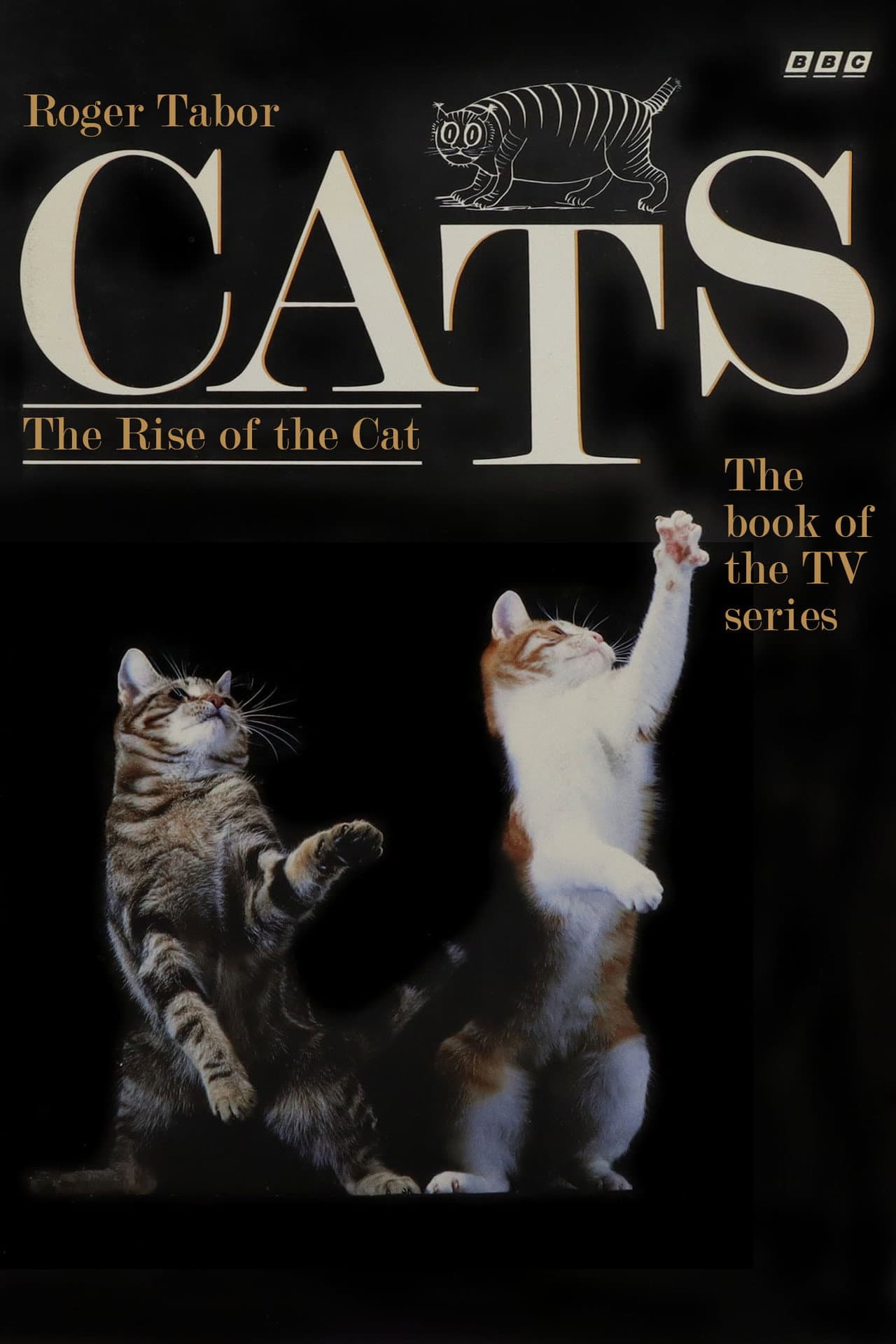 Cats preview 1