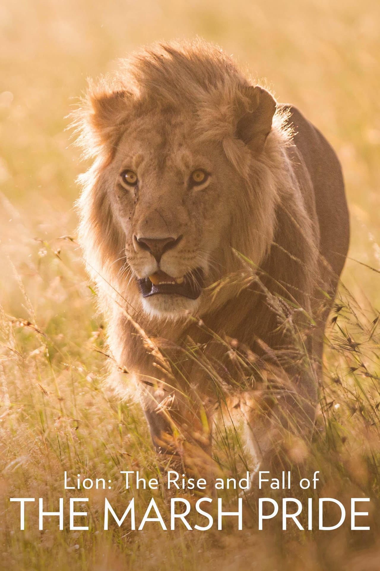 Lion: The Rise and Fall of the Marsh Pride preview 2