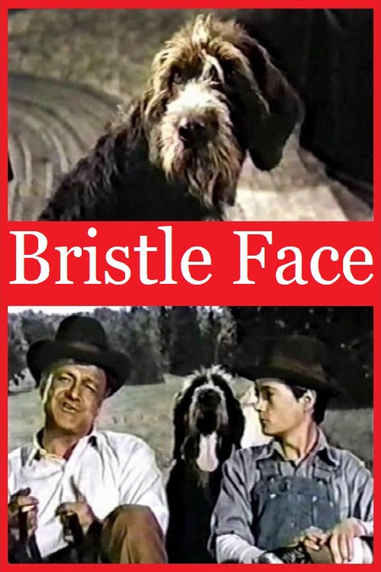 Bristle Face preview 1