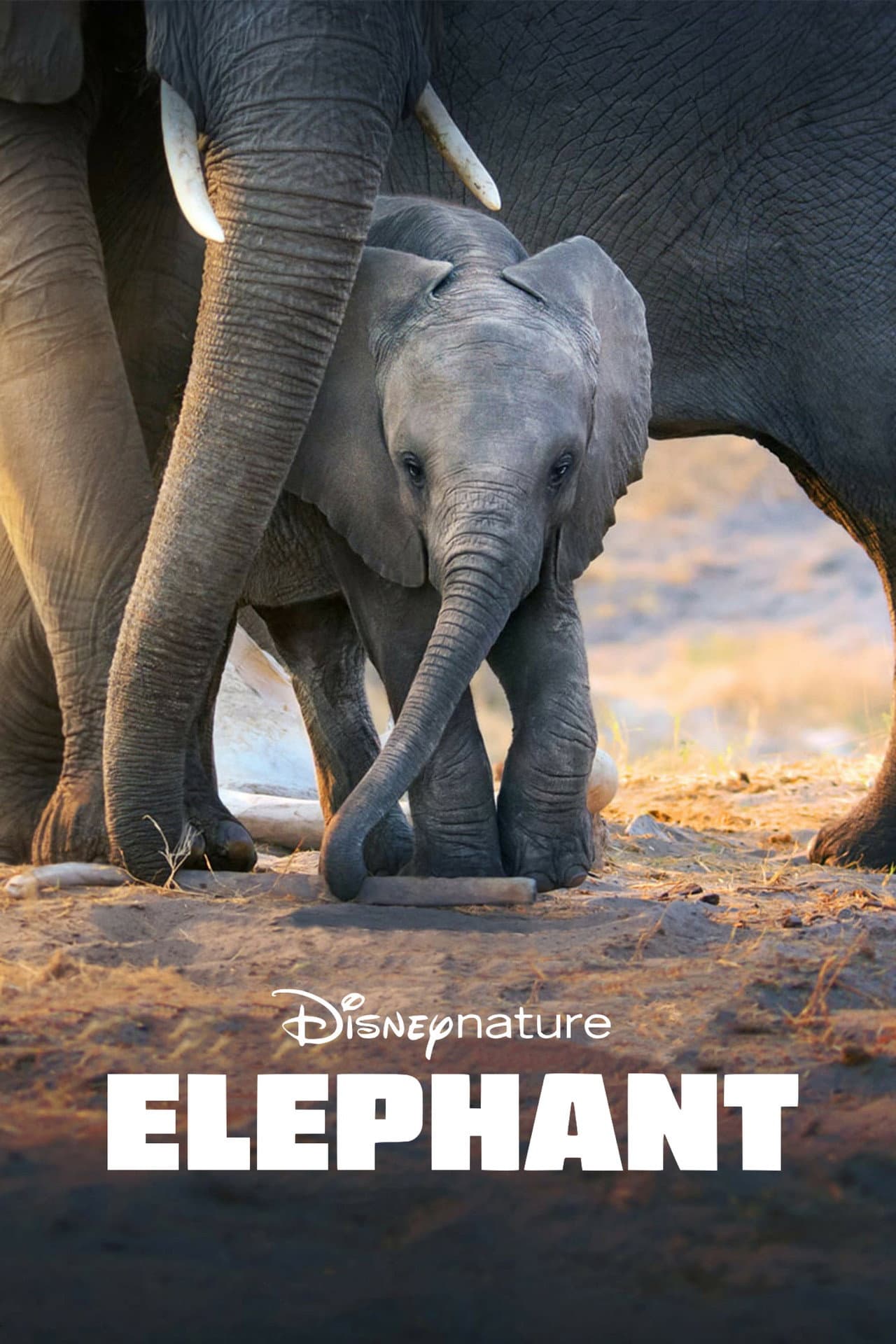 Elephant preview 2