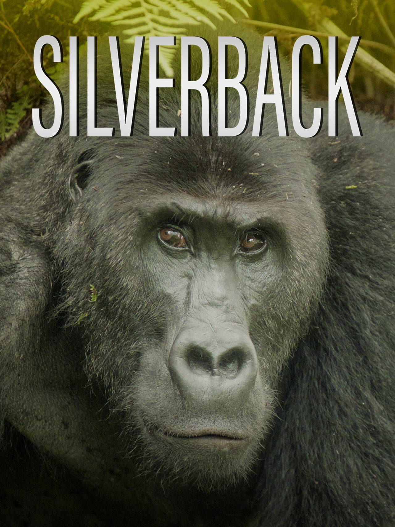 Silverback preview 2