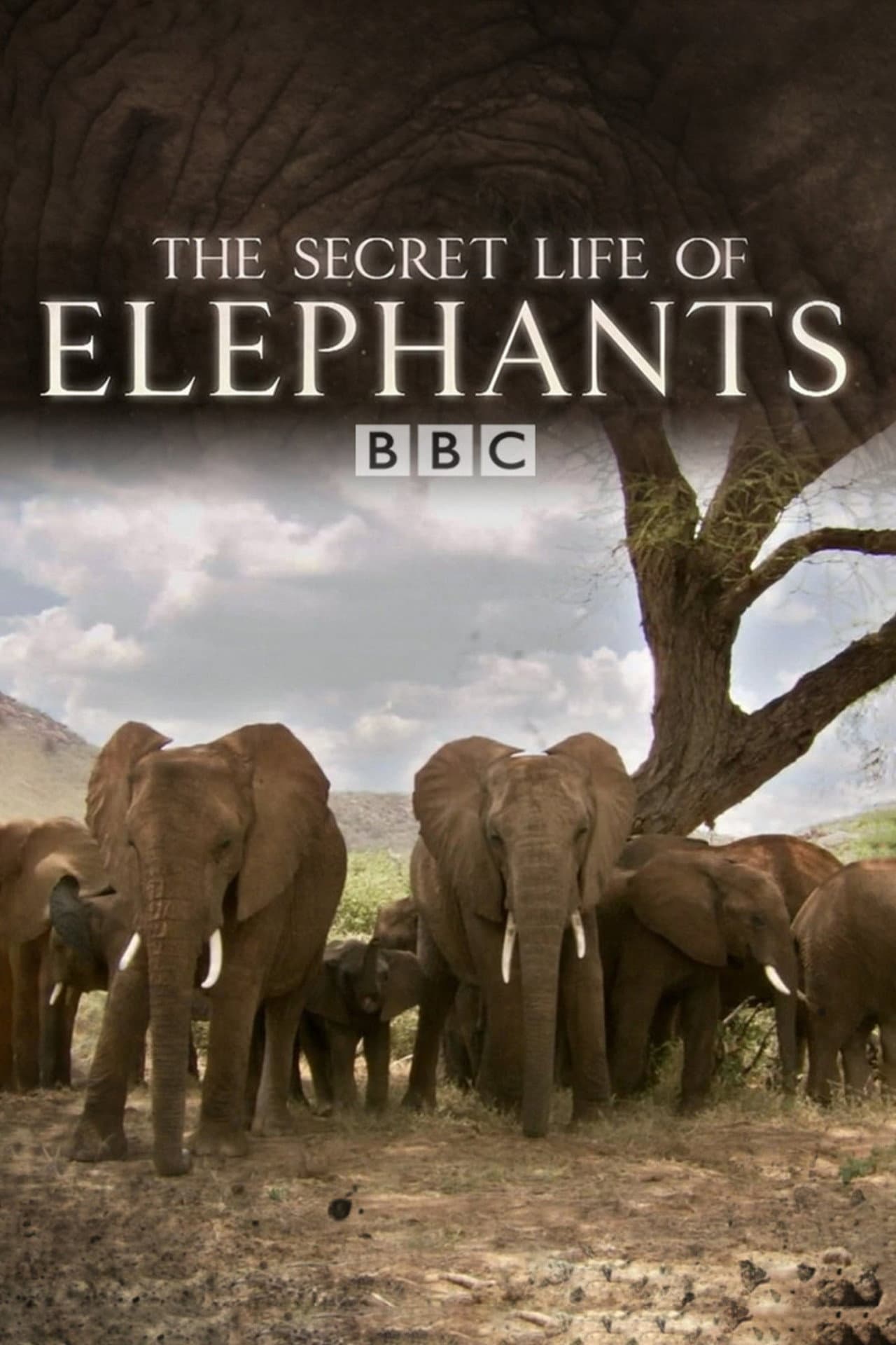 The Secret Life of Elephants preview 2