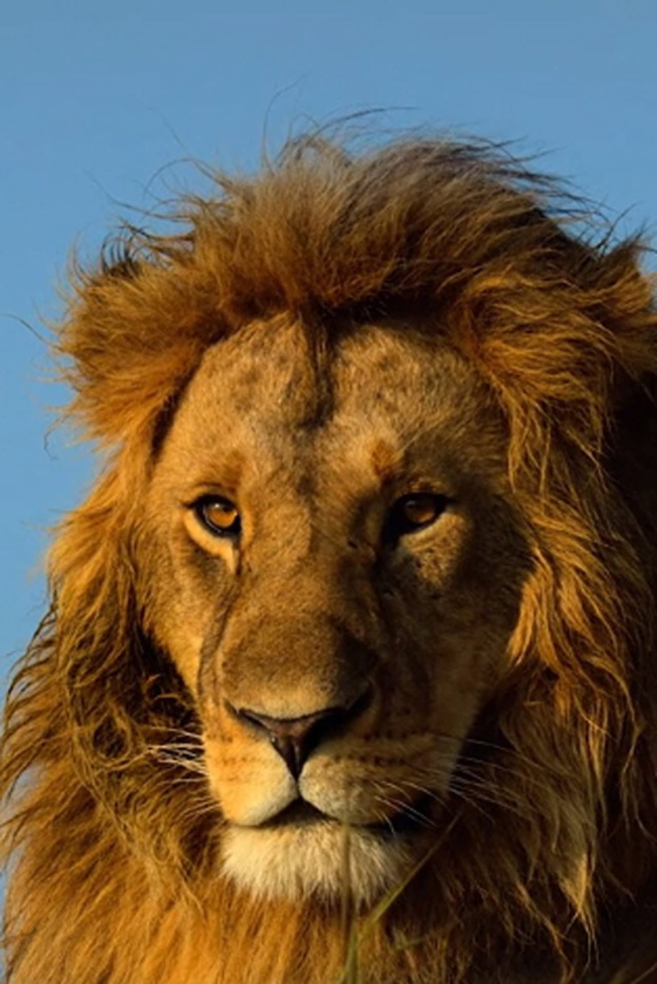 Serengeti preview 1