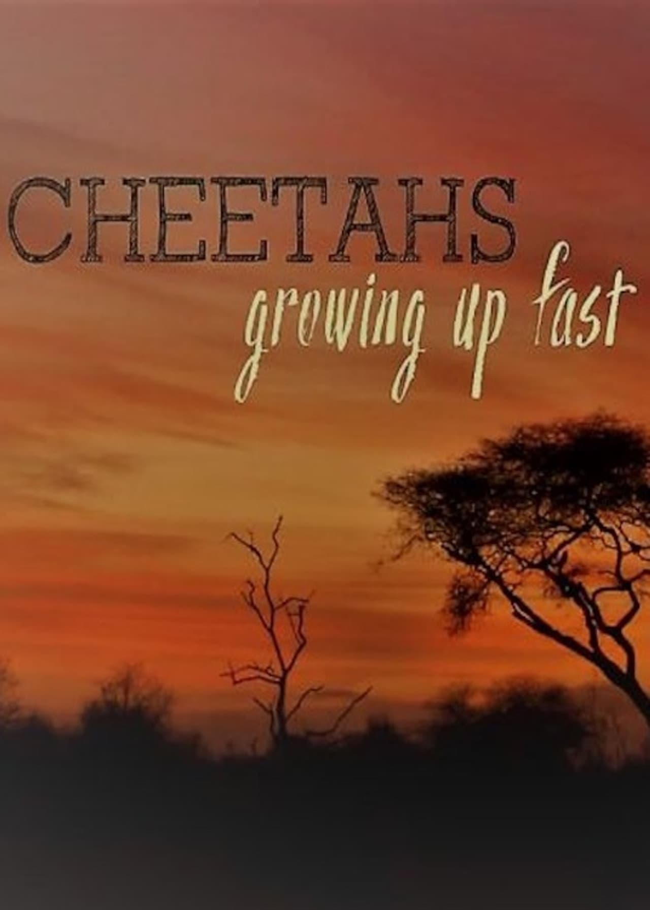 Cheetahs: Growing Up Fast preview 1